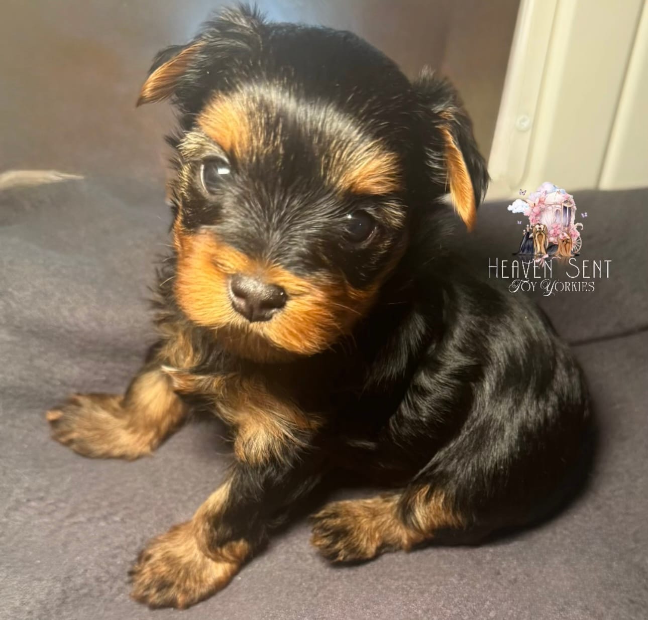 Rocky – Yorkshire Terrier puppy for sale in Riverside, CA
