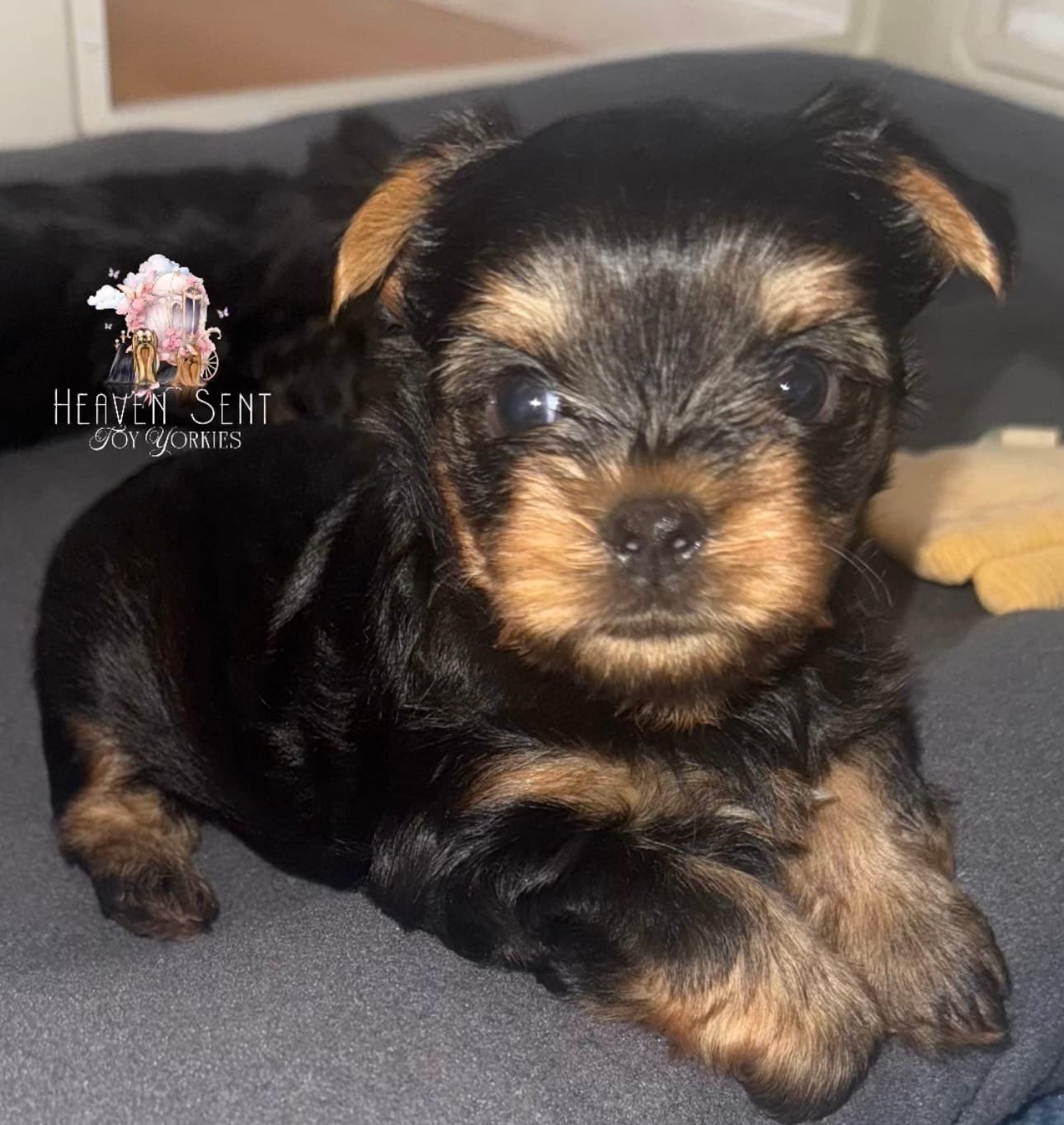 Maverick – Yorkshire Terrier puppy for sale in Riverside, CA