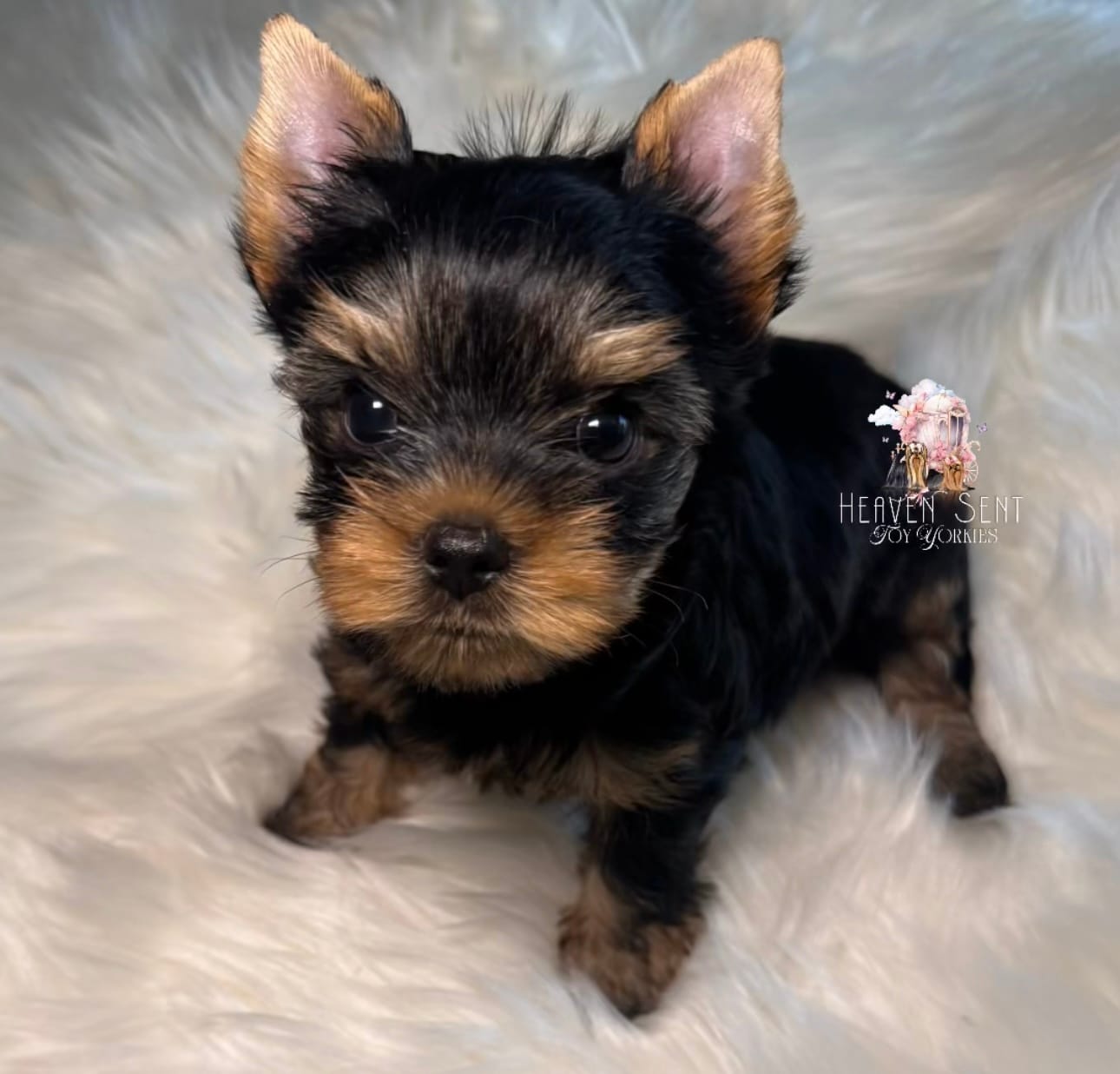 Maverick – Yorkshire Terrier puppy for sale in Riverside, CA