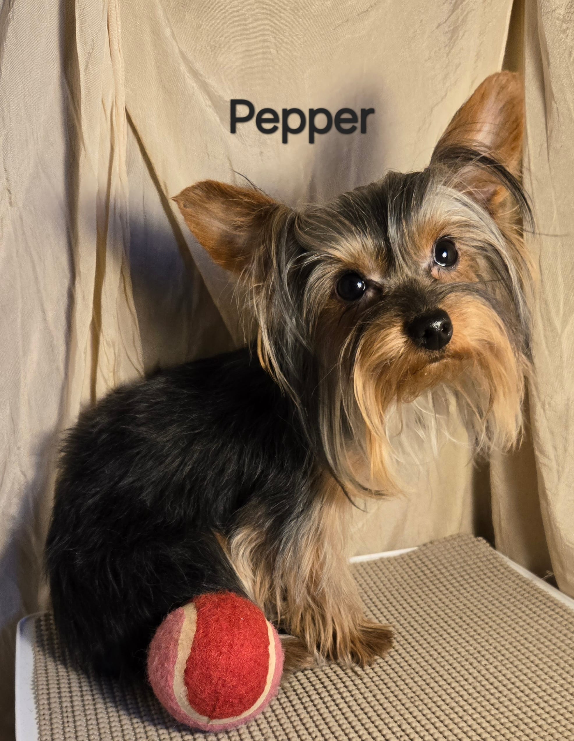 AKC Pepper tiny alert – Yorkshire Terrier puppy for sale in Cleburne, TX