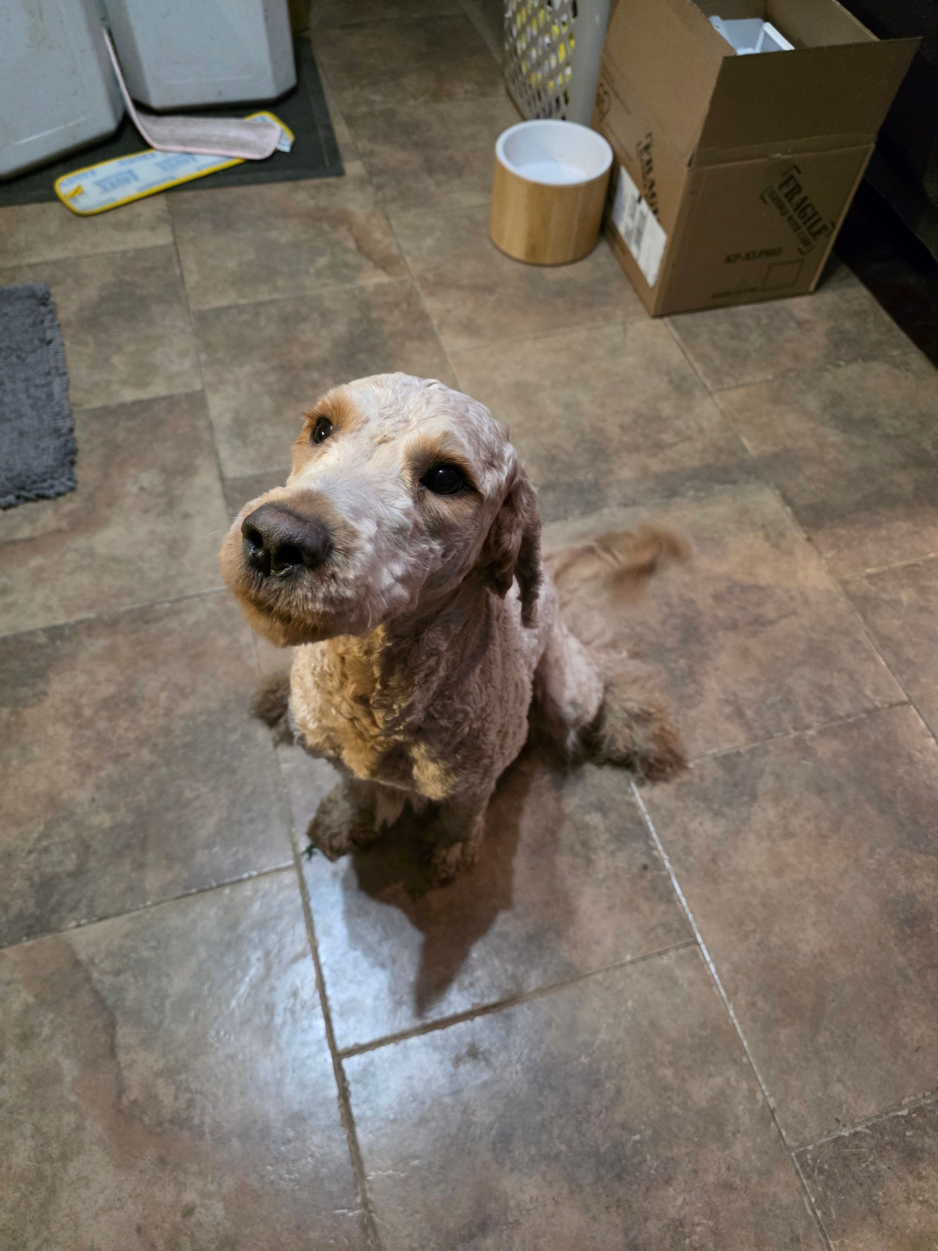 Seamus  – Goldendoodle puppy for sale in Edwardsville, IL