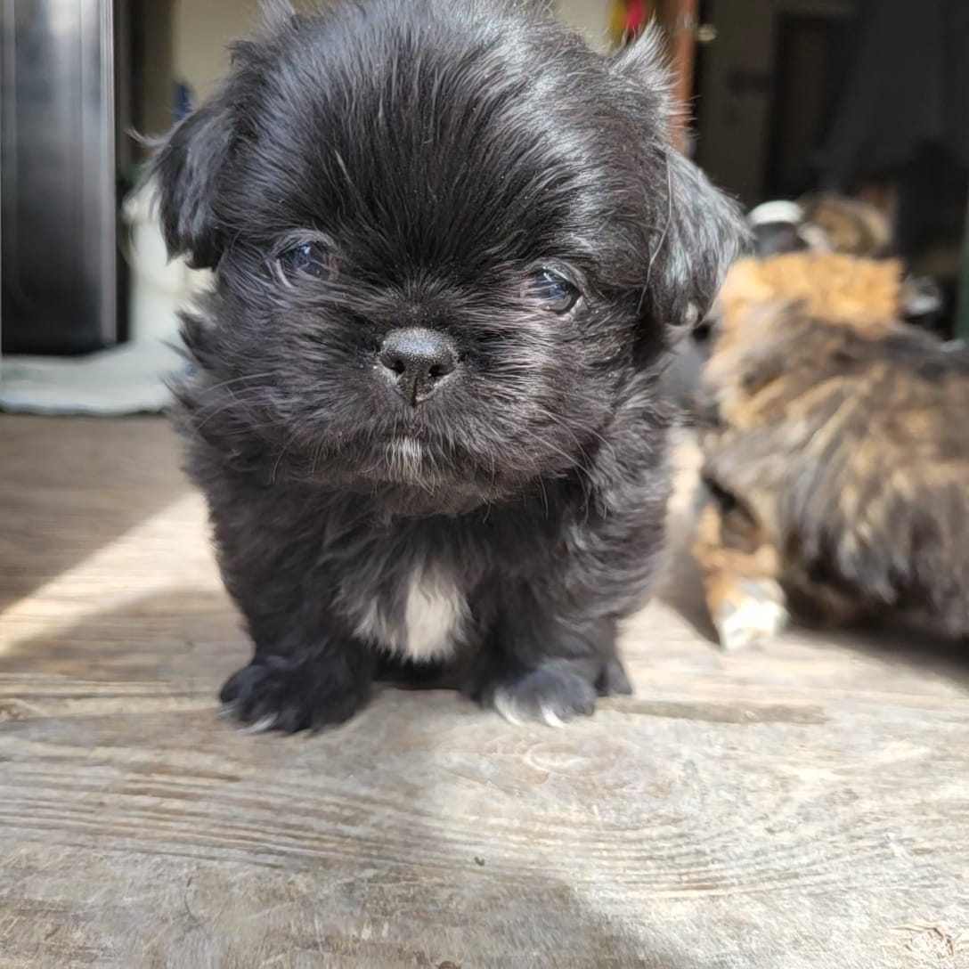Popper – Japanese Chin, Pekingese puppy for sale in Necedah, WI