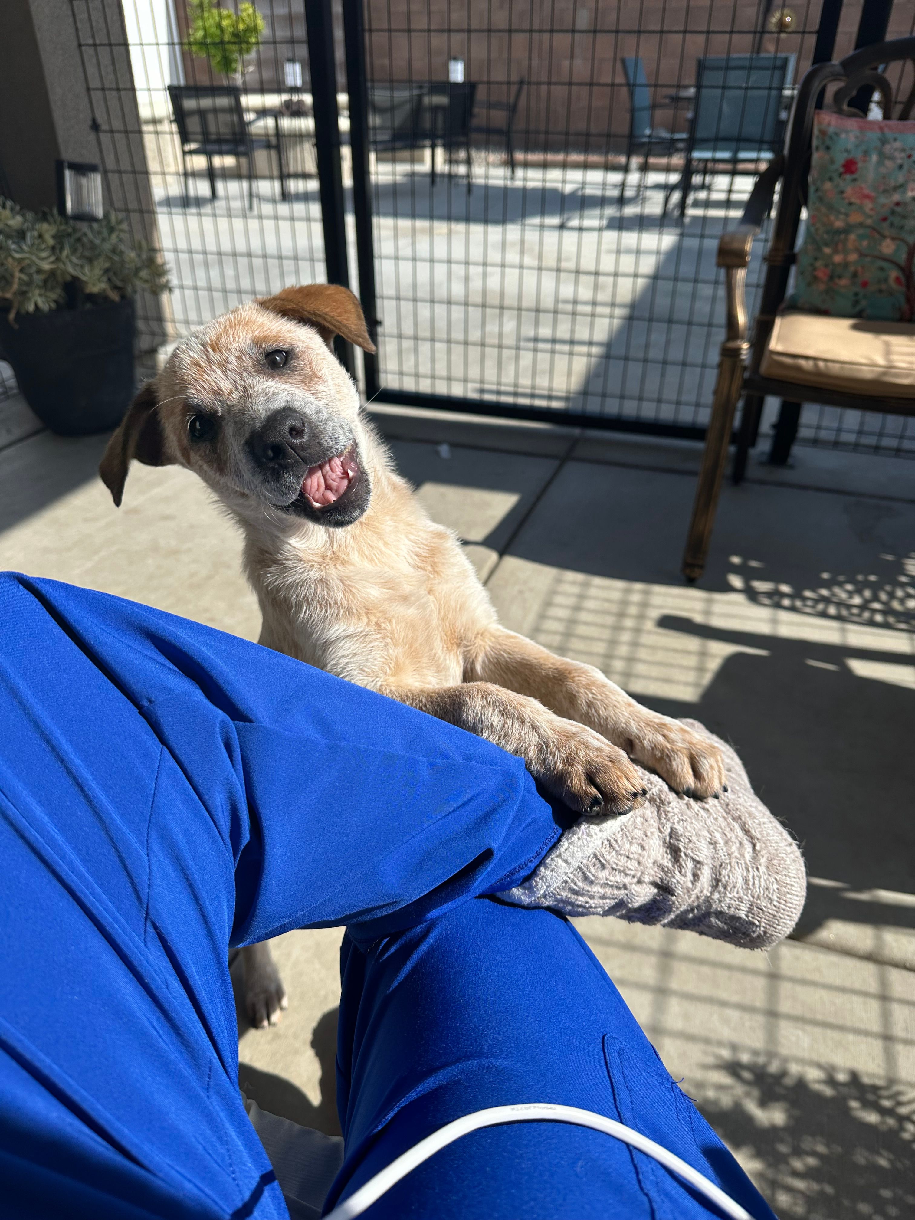 Lily  – Australian Cattle Dog, American Pit Bull Terrier puppy for sale in Lake Elsinore, CA