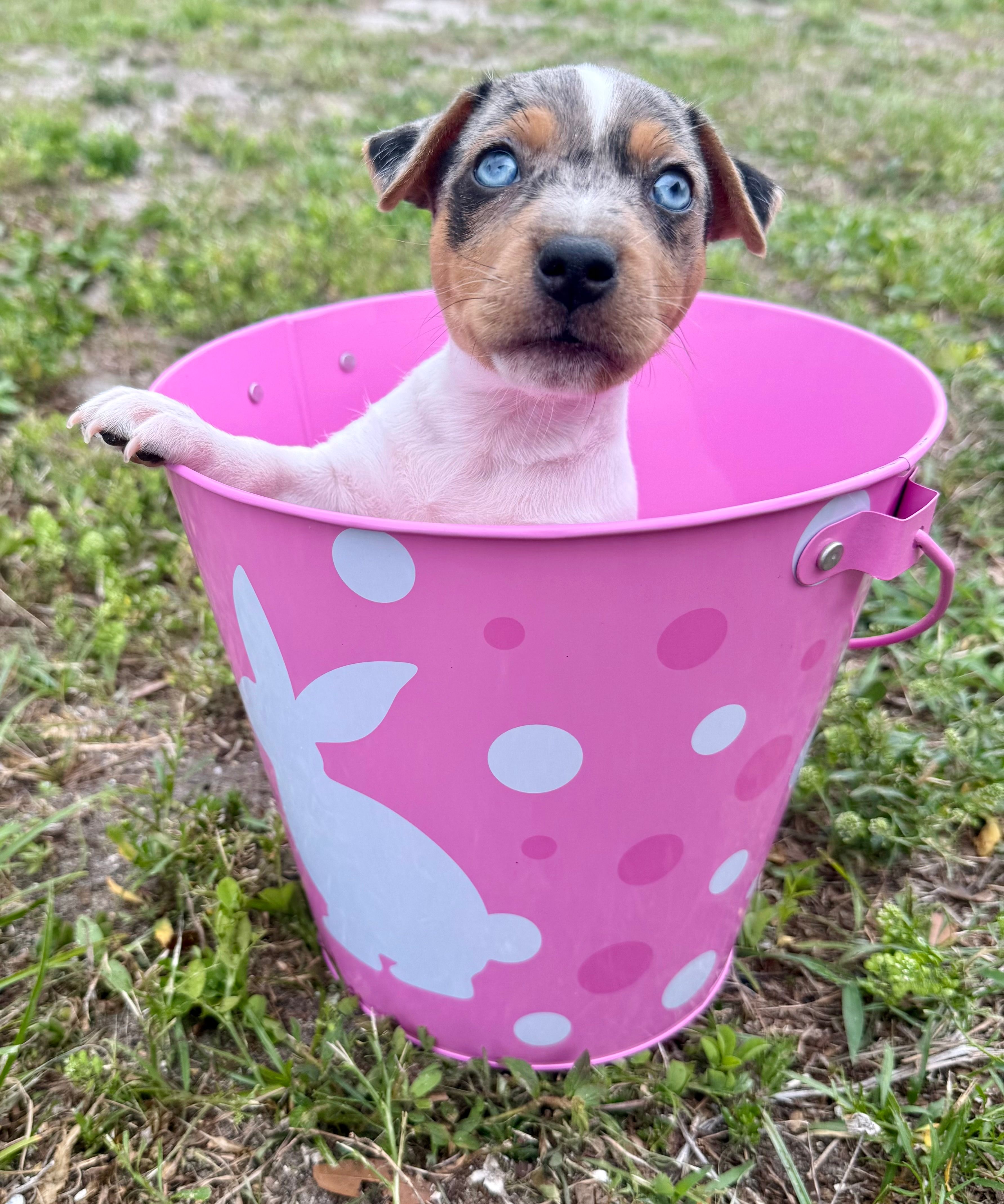 Indigo – Jack Russell Terrier puppy for sale in Fort Pierce, FL