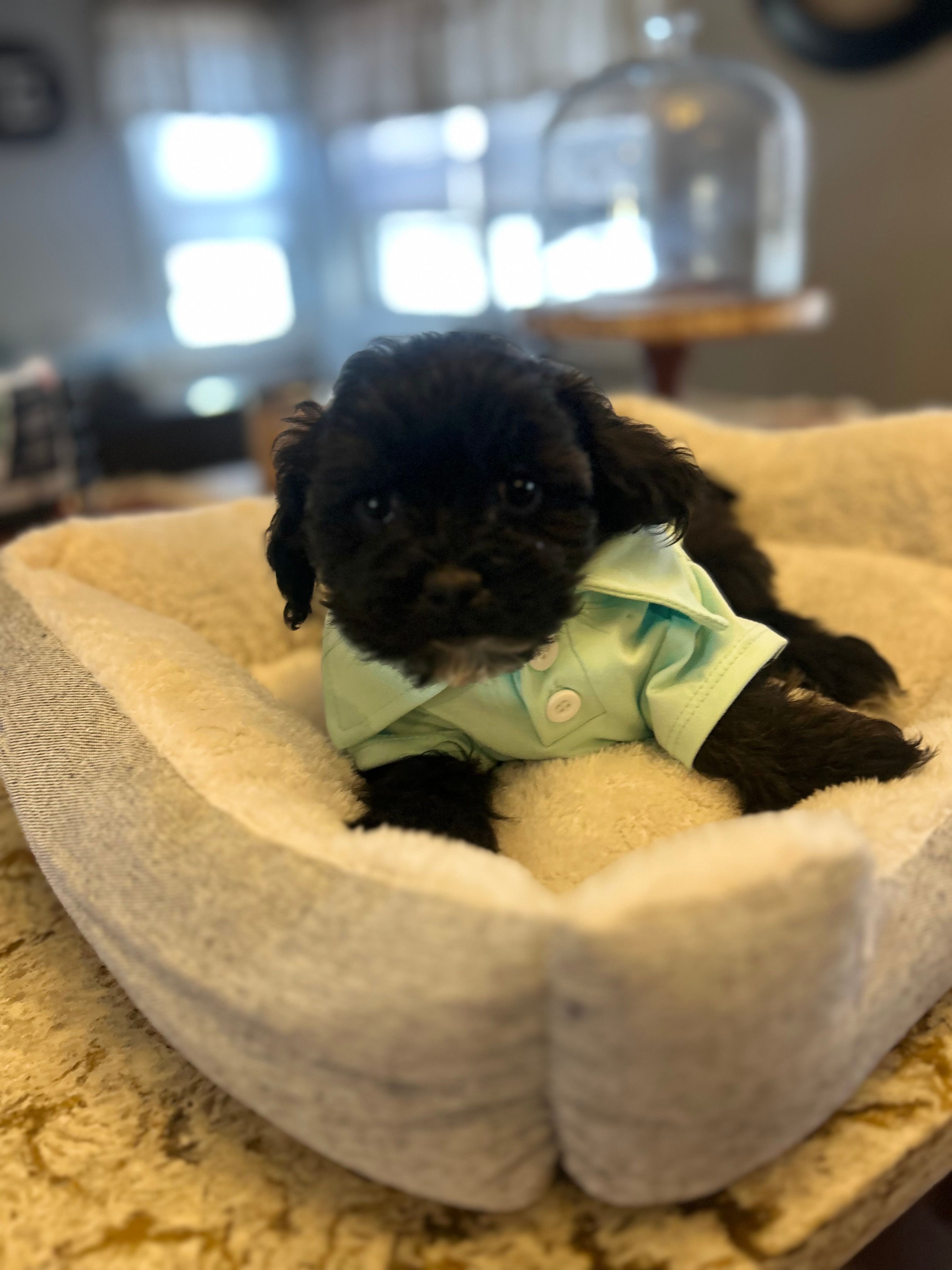 Mojo  – Mal Shi puppy for sale in Chicago, IL