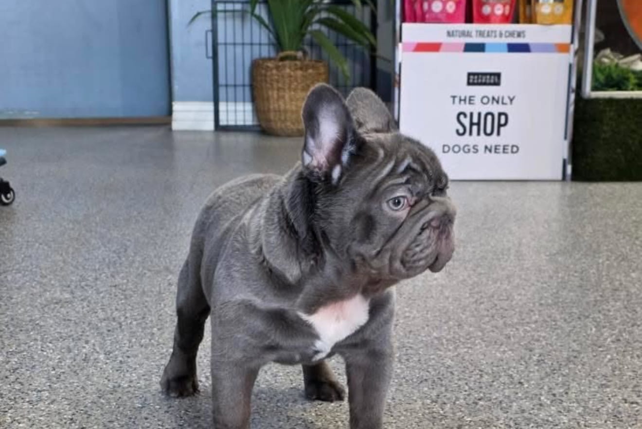 Rolly – French Bulldog puppy for sale in South Gate, CA