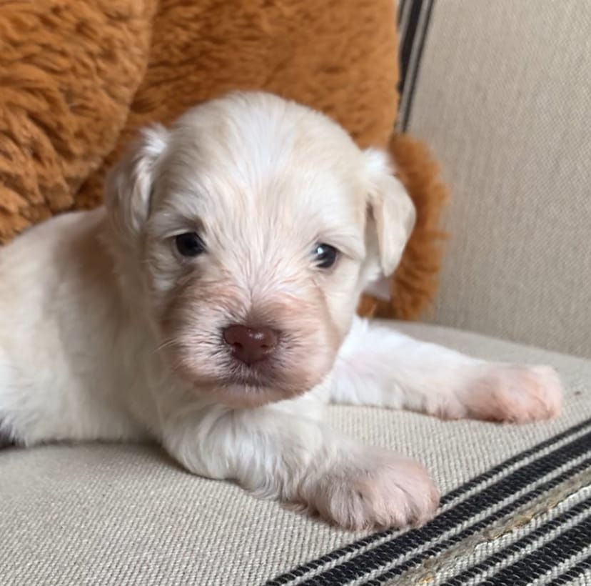 Akc Tully  – Miniature Schnauzer puppy for sale in San Antonio, TX