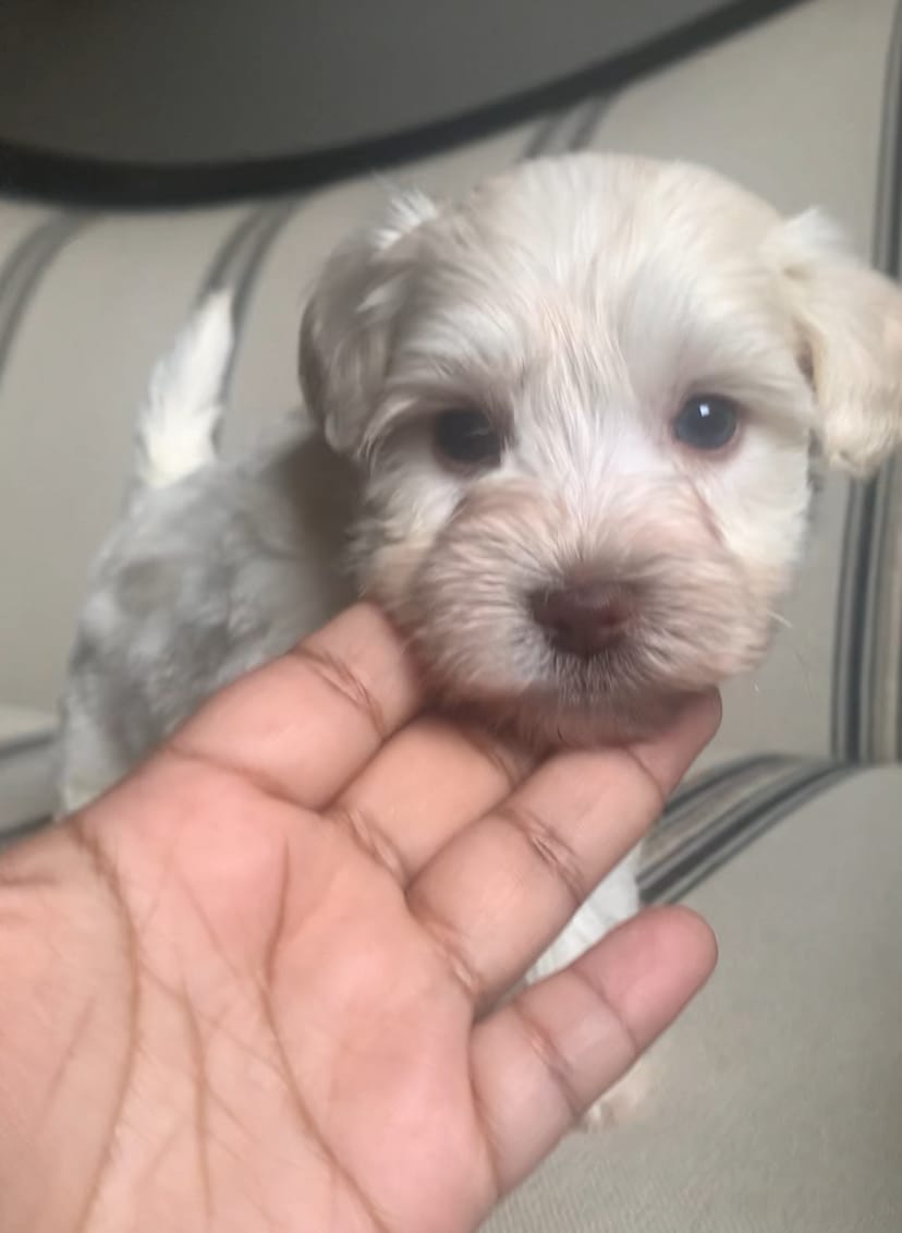 Akc Tully  – Miniature Schnauzer puppy for sale in San Antonio, TX