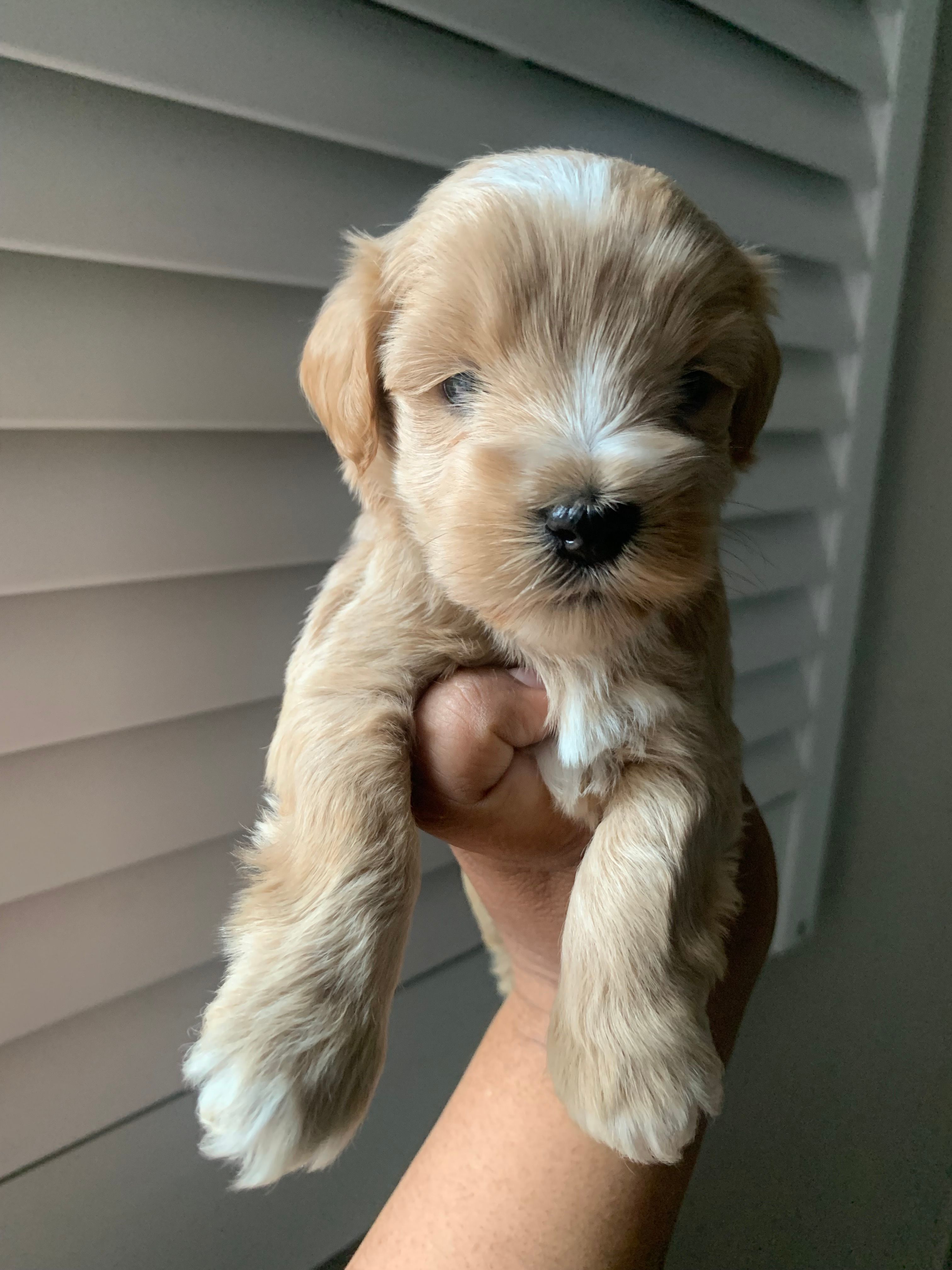 Akc Theo – Miniature Schnauzer puppy for sale in San Antonio, TX