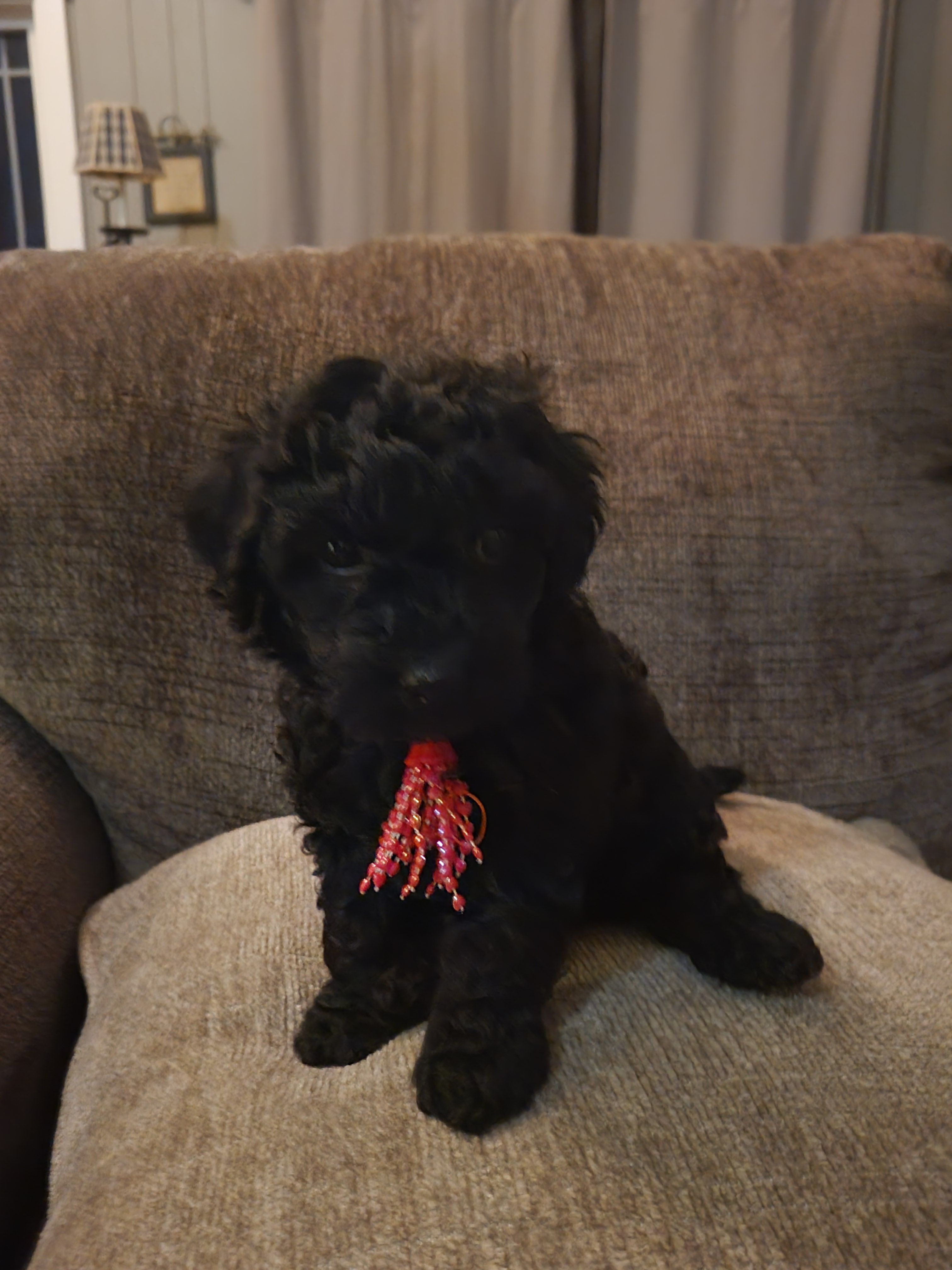 Purple girl – Goldendoodle puppy for sale in Caledonia, MN