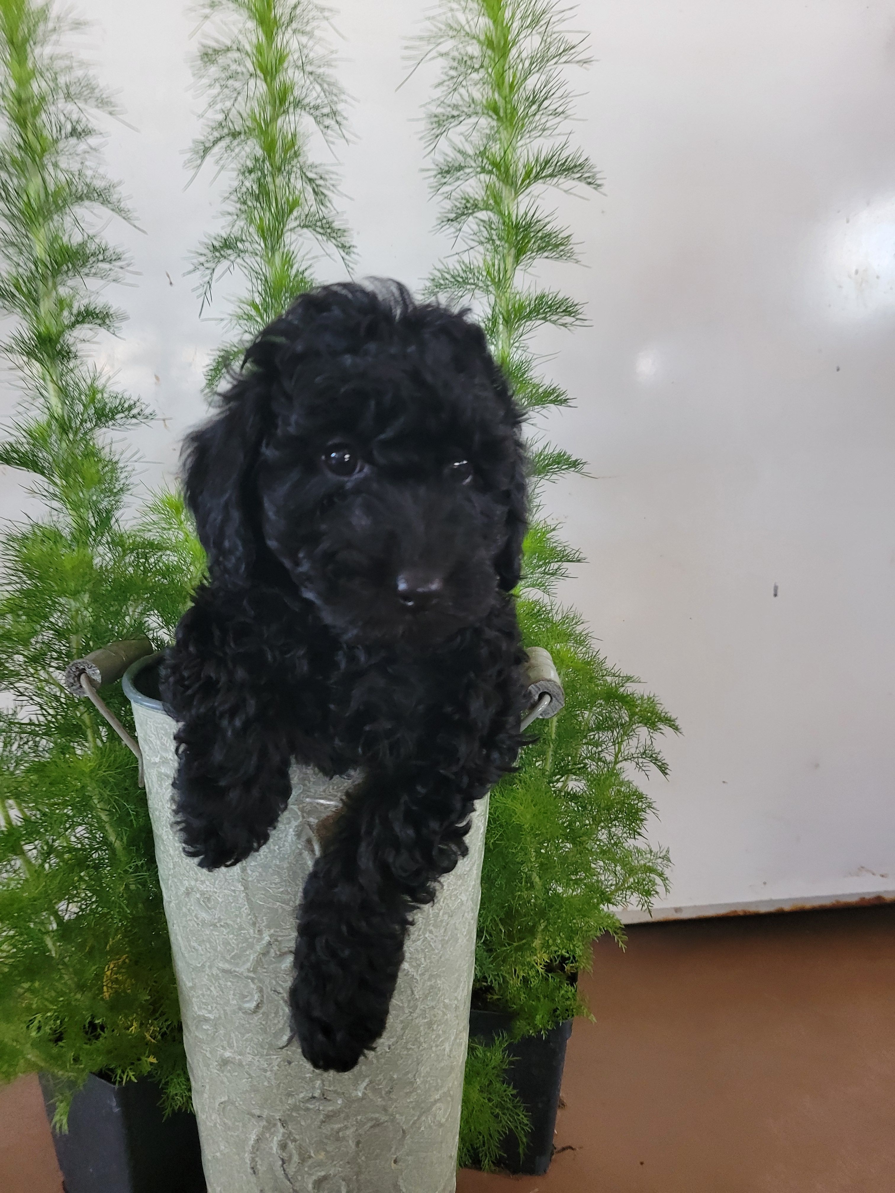 Purple girl – Goldendoodle puppy for sale in Caledonia, MN