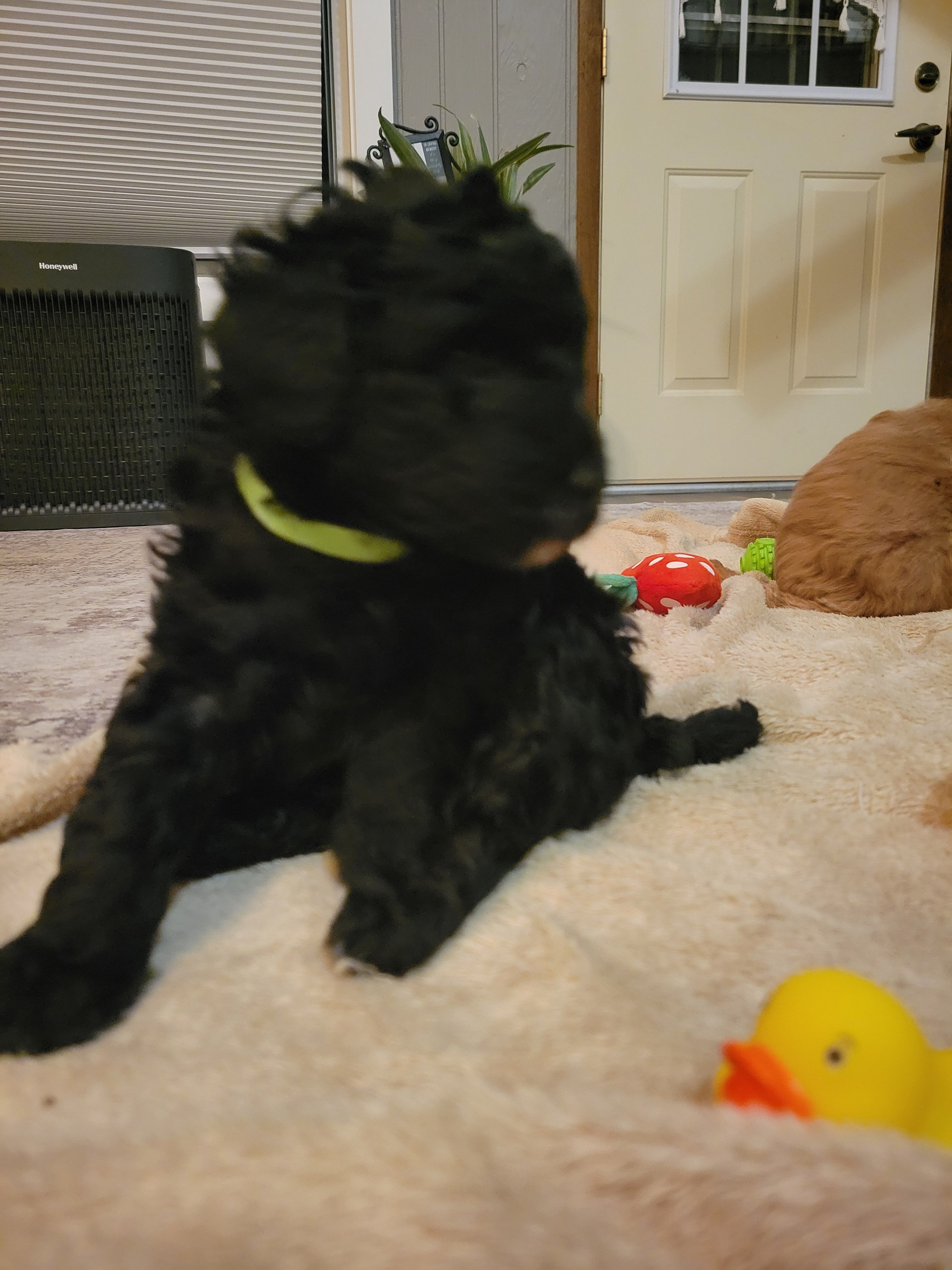 Green girl – Goldendoodle puppy for sale in Caledonia, MN
