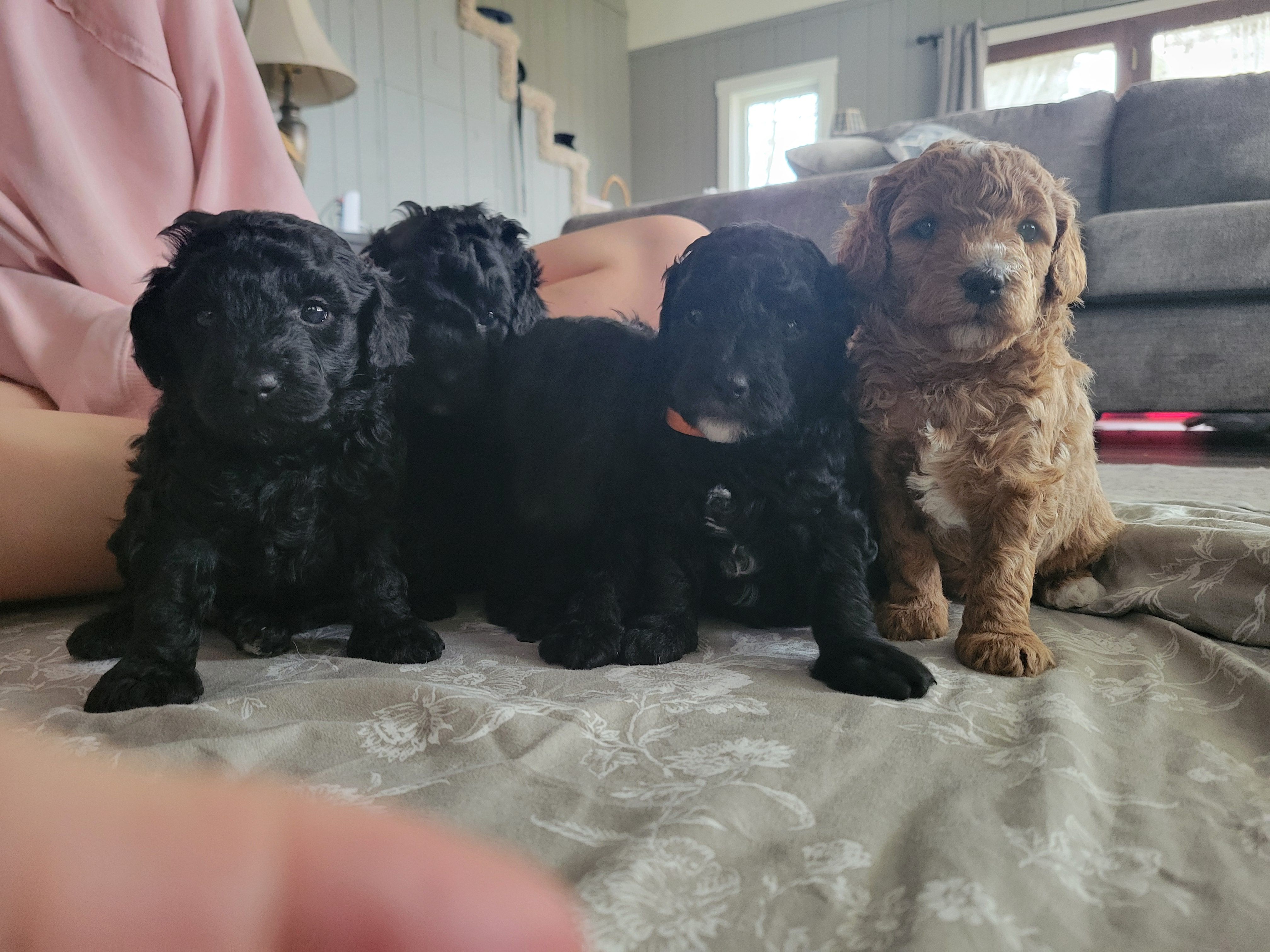 Brown girl – Goldendoodle puppy for sale in Caledonia, MN
