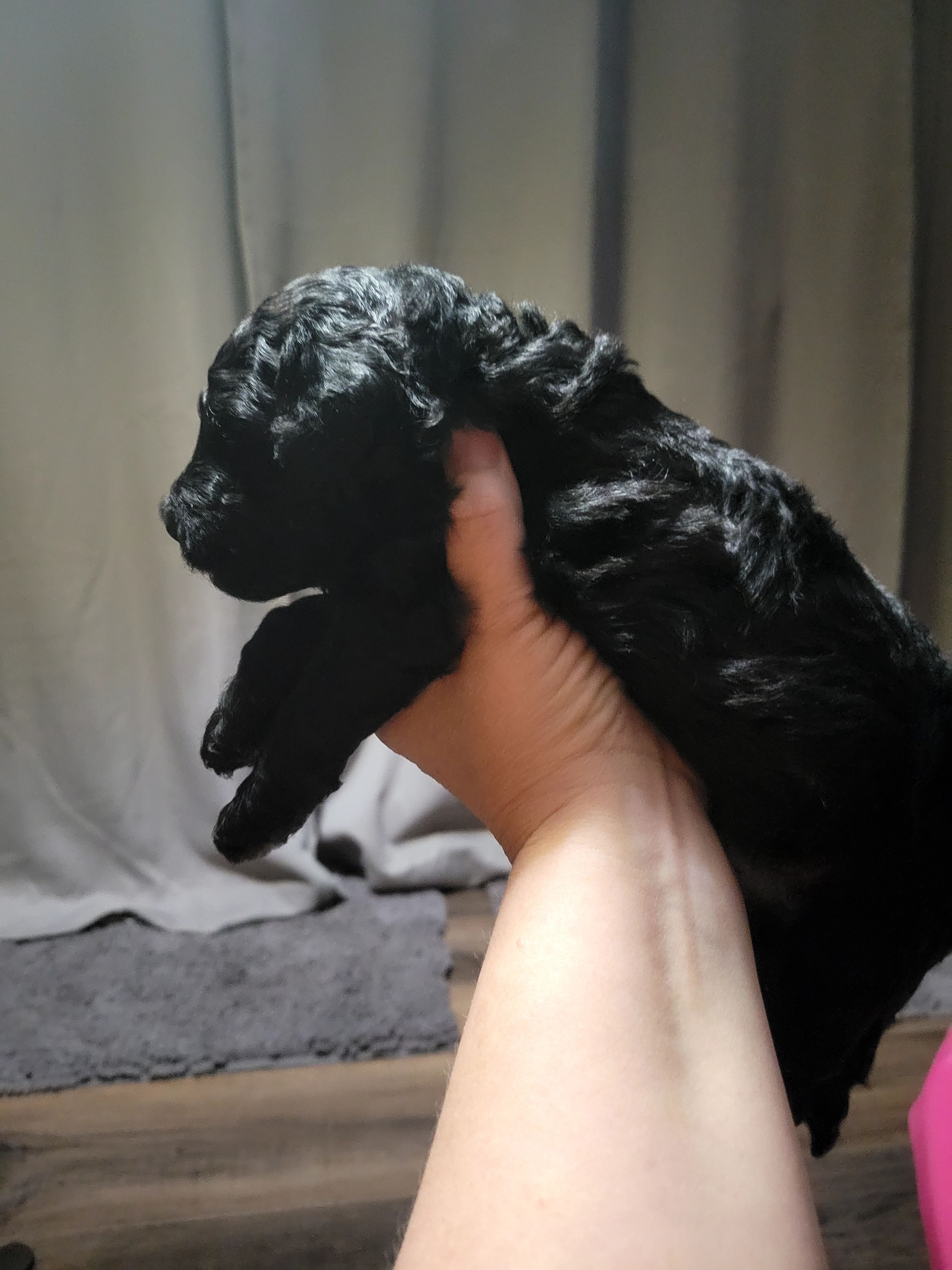 Purple girl – Goldendoodle puppy for sale in Caledonia, MN