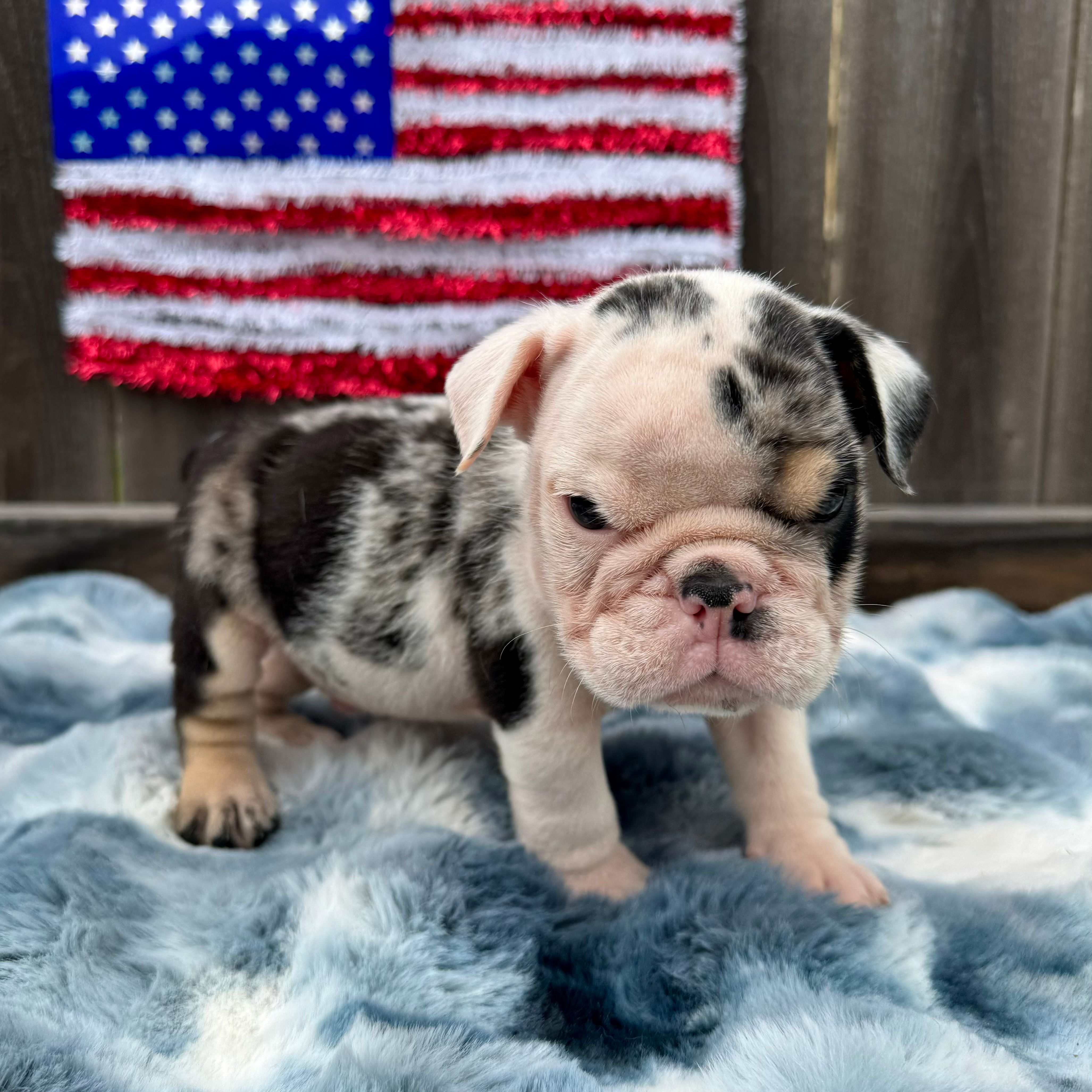 Male, Black Tri Merle – English Bulldog puppy for sale in Houston, TX