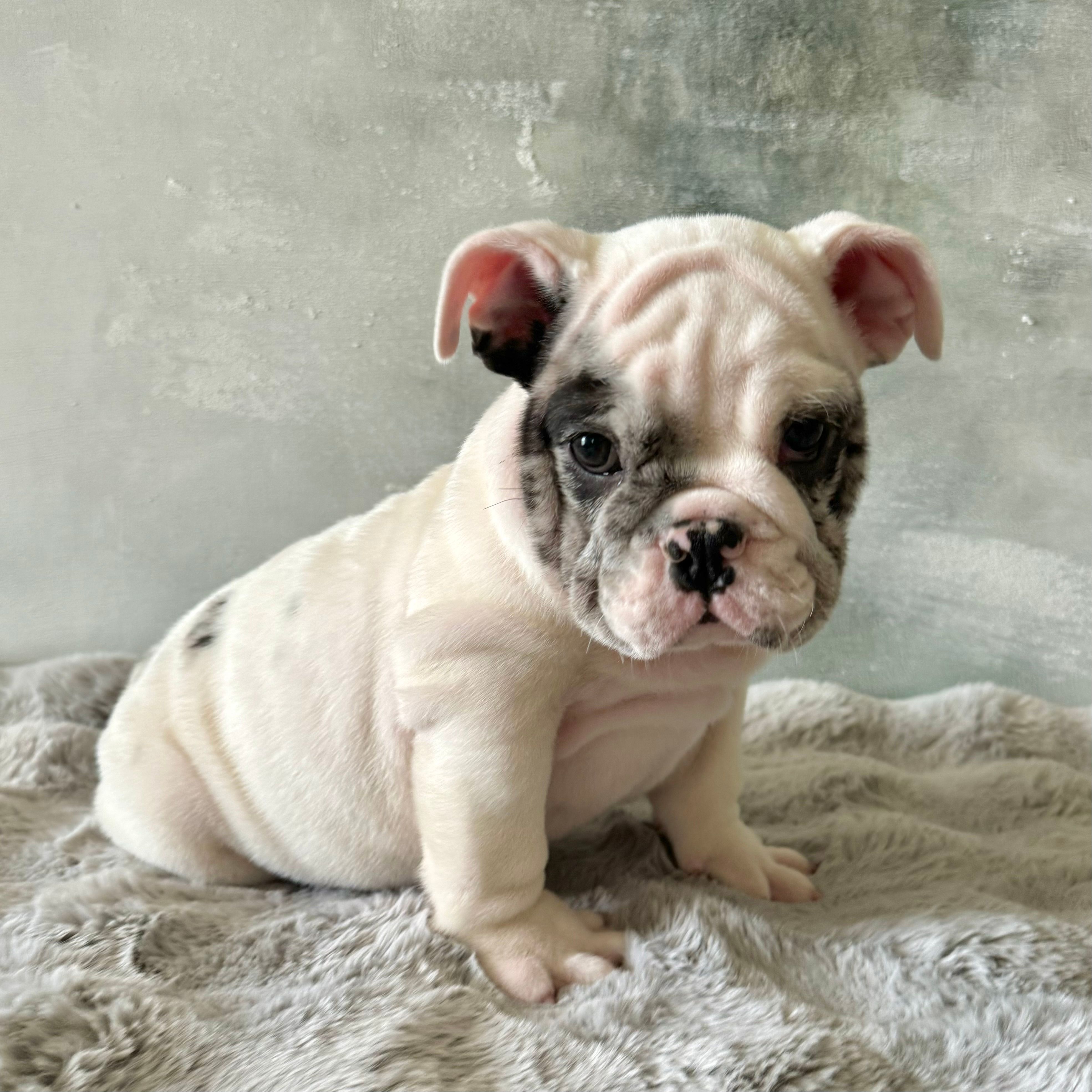 Male, Merle – English Bulldog puppy for sale in Houston, TX