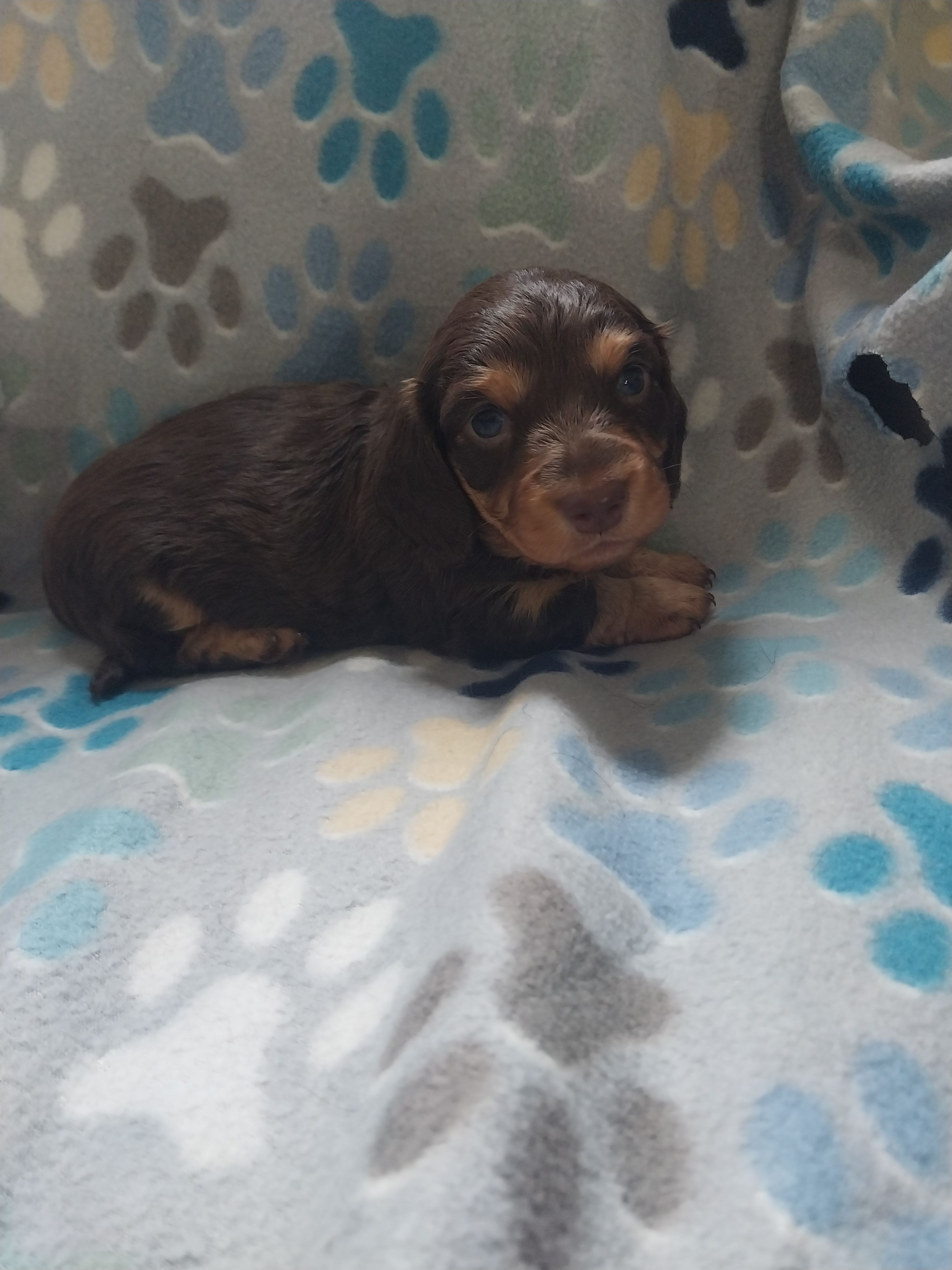Chocolate – Miniature Dachshund puppy for sale in Haines City, FL