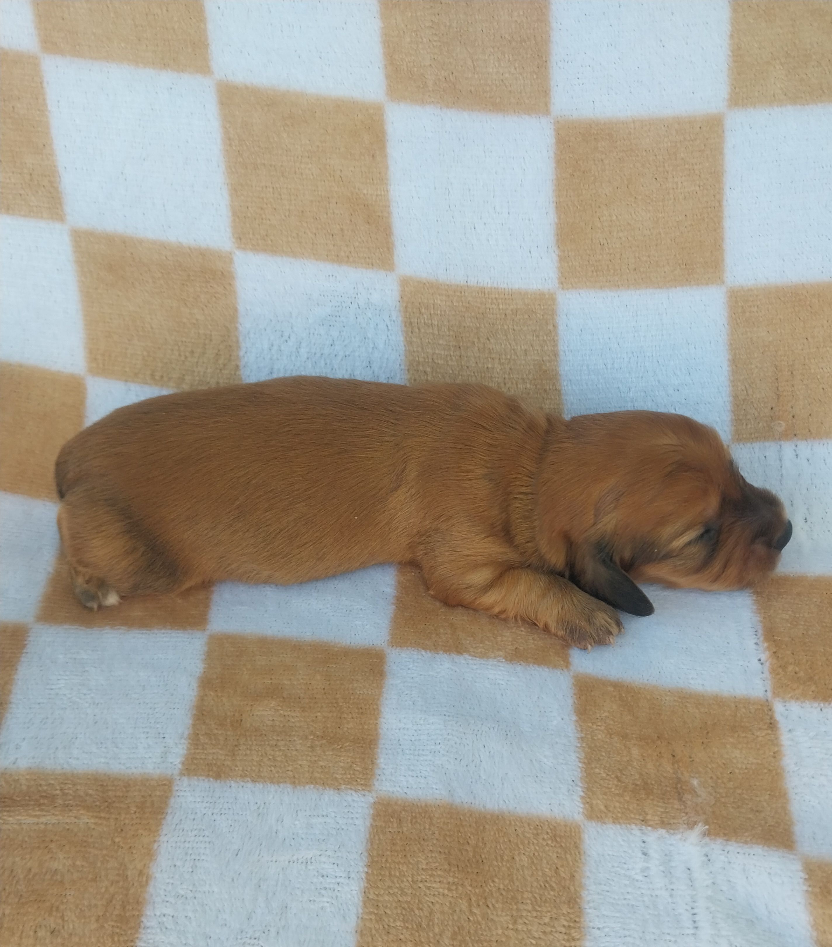 Oakly – Miniature Dachshund puppy for sale in Haines City, FL