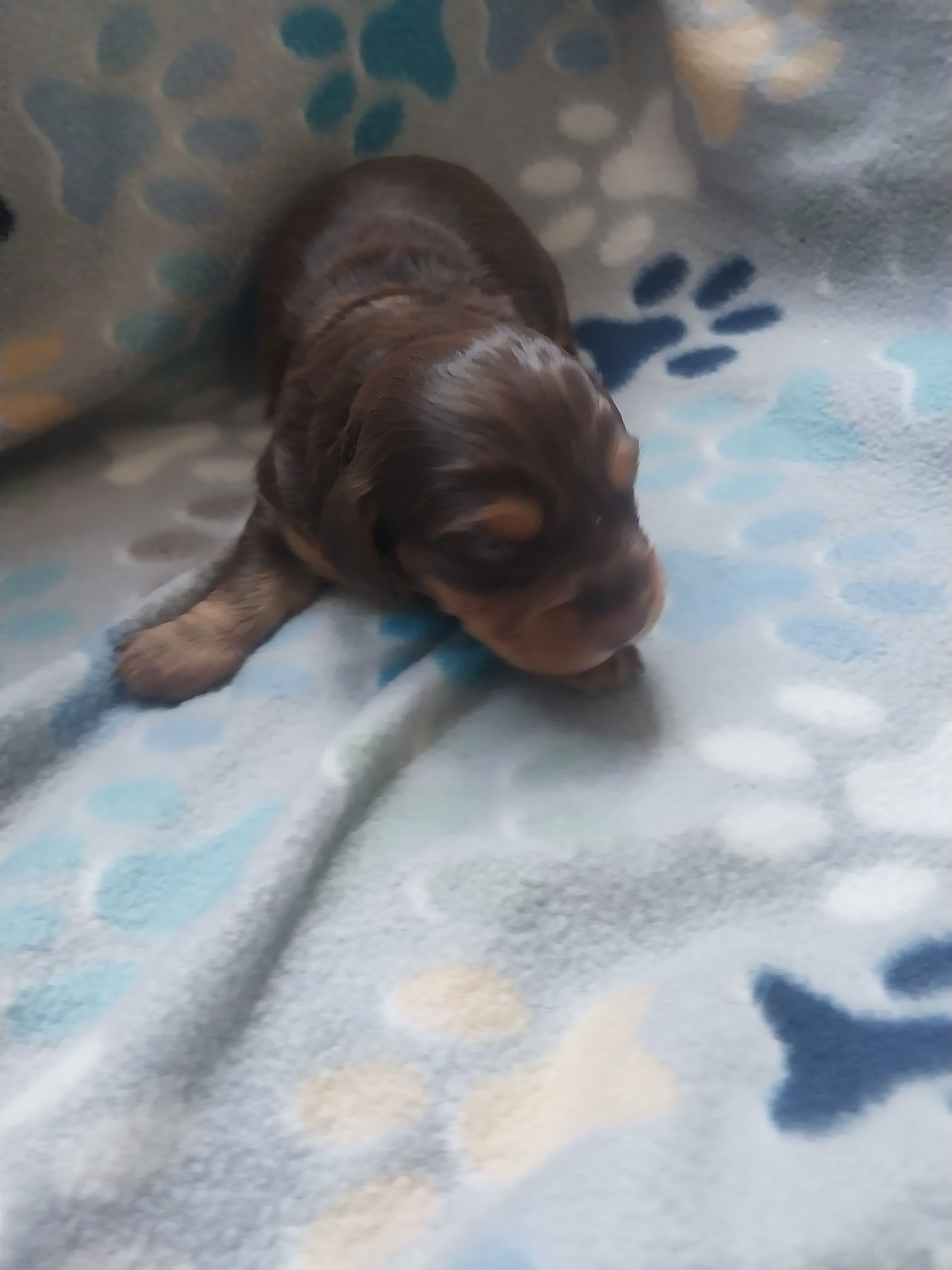 Chocolate – Miniature Dachshund puppy for sale in Haines City, FL