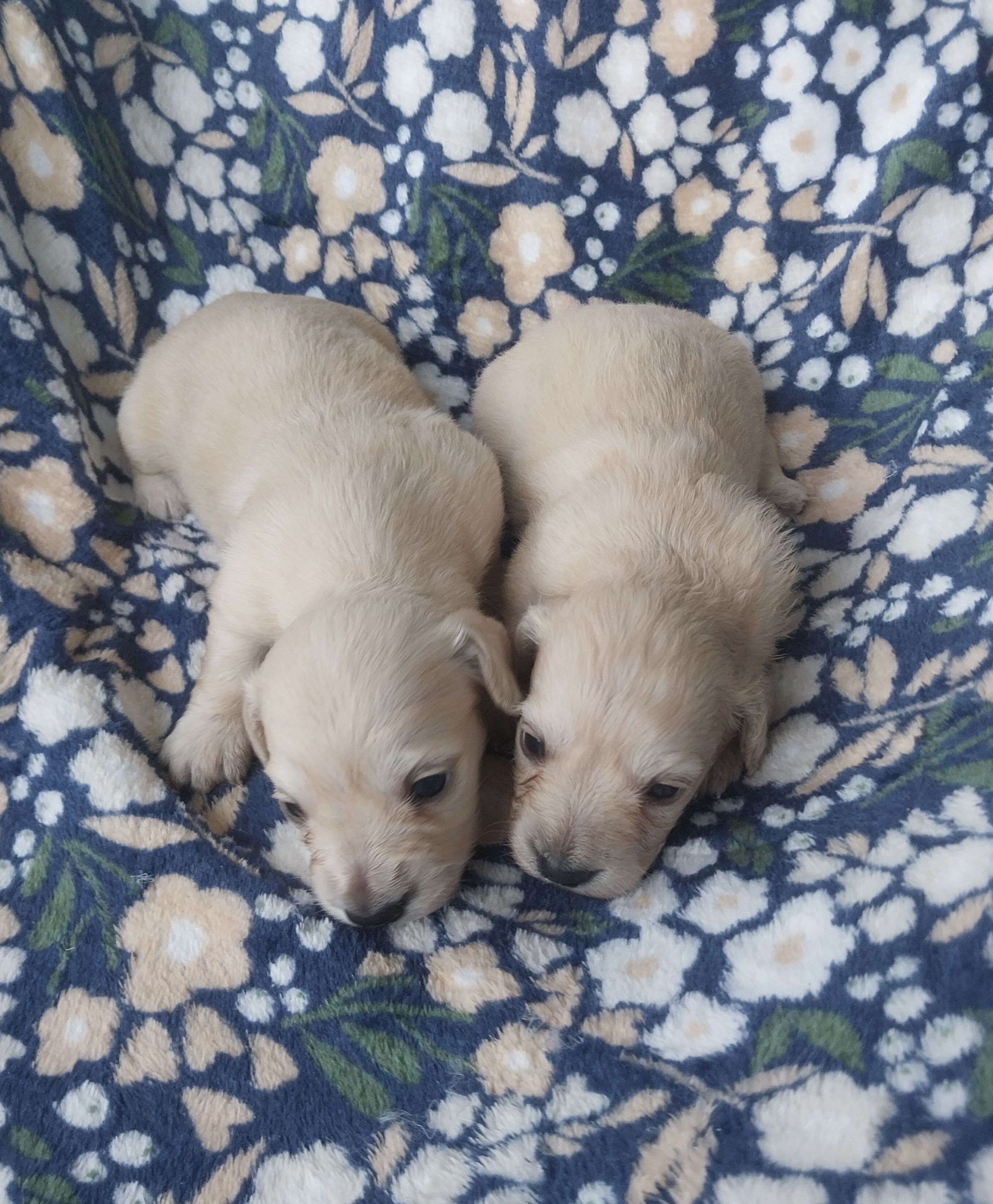 Bunny  – Miniature Dachshund puppy for sale in Haines City, FL