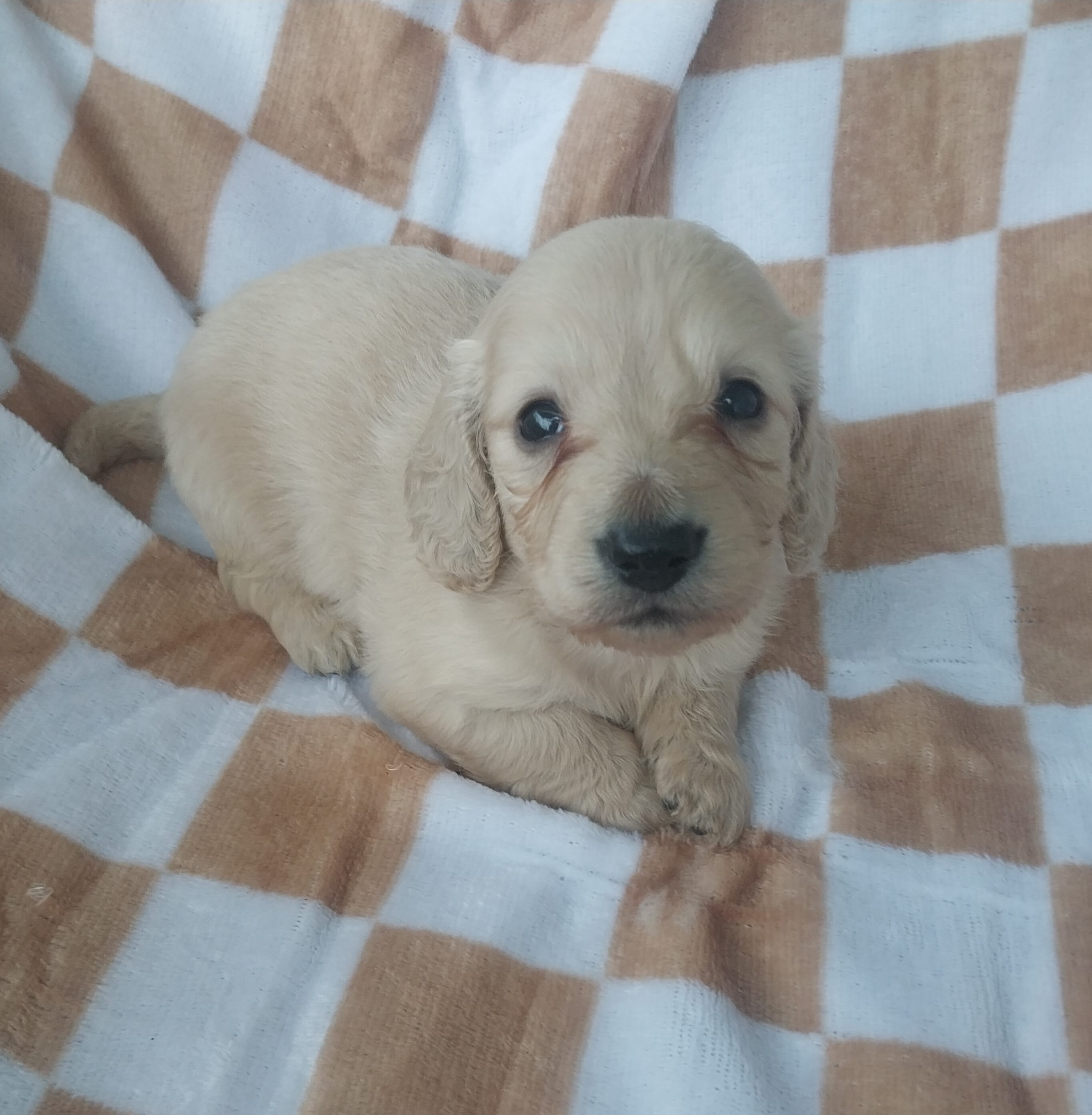 Peter – Miniature Dachshund puppy for sale in Haines City, FL