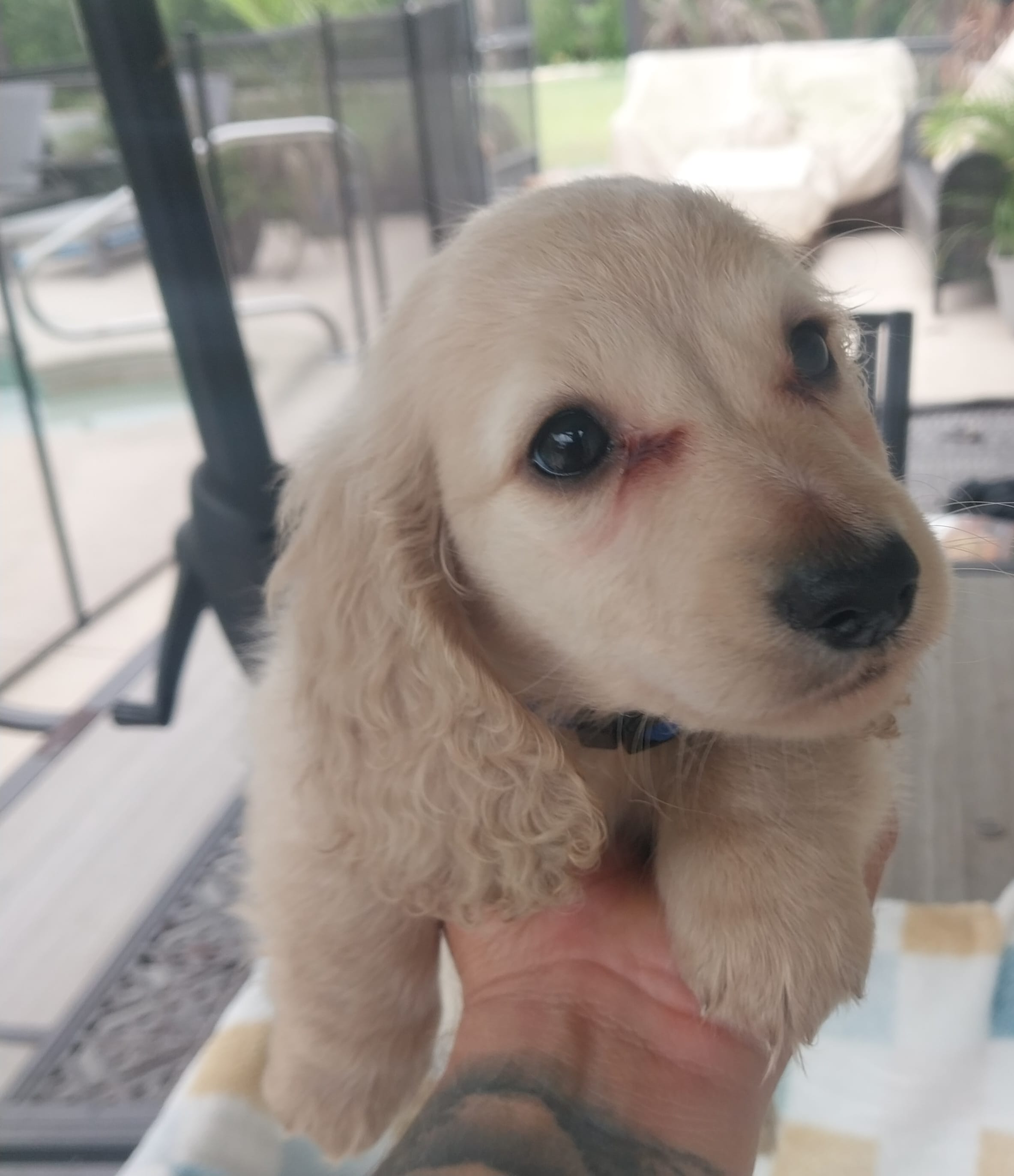 Dexter – Miniature Dachshund puppy for sale in Haines City, FL