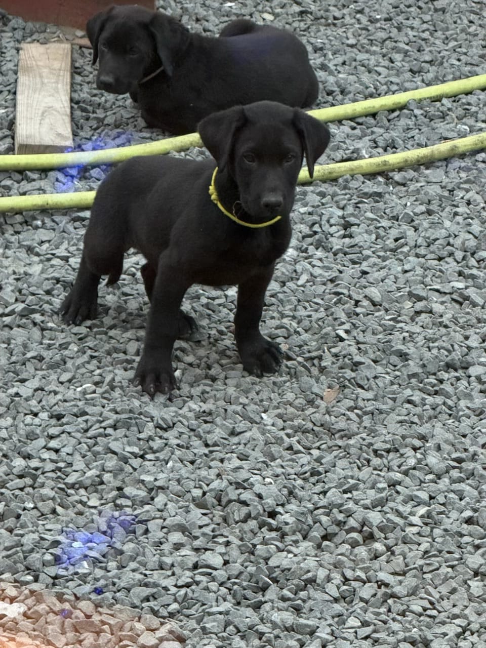 Labrador! – Labrador Retriever puppy for sale in Houston, TX