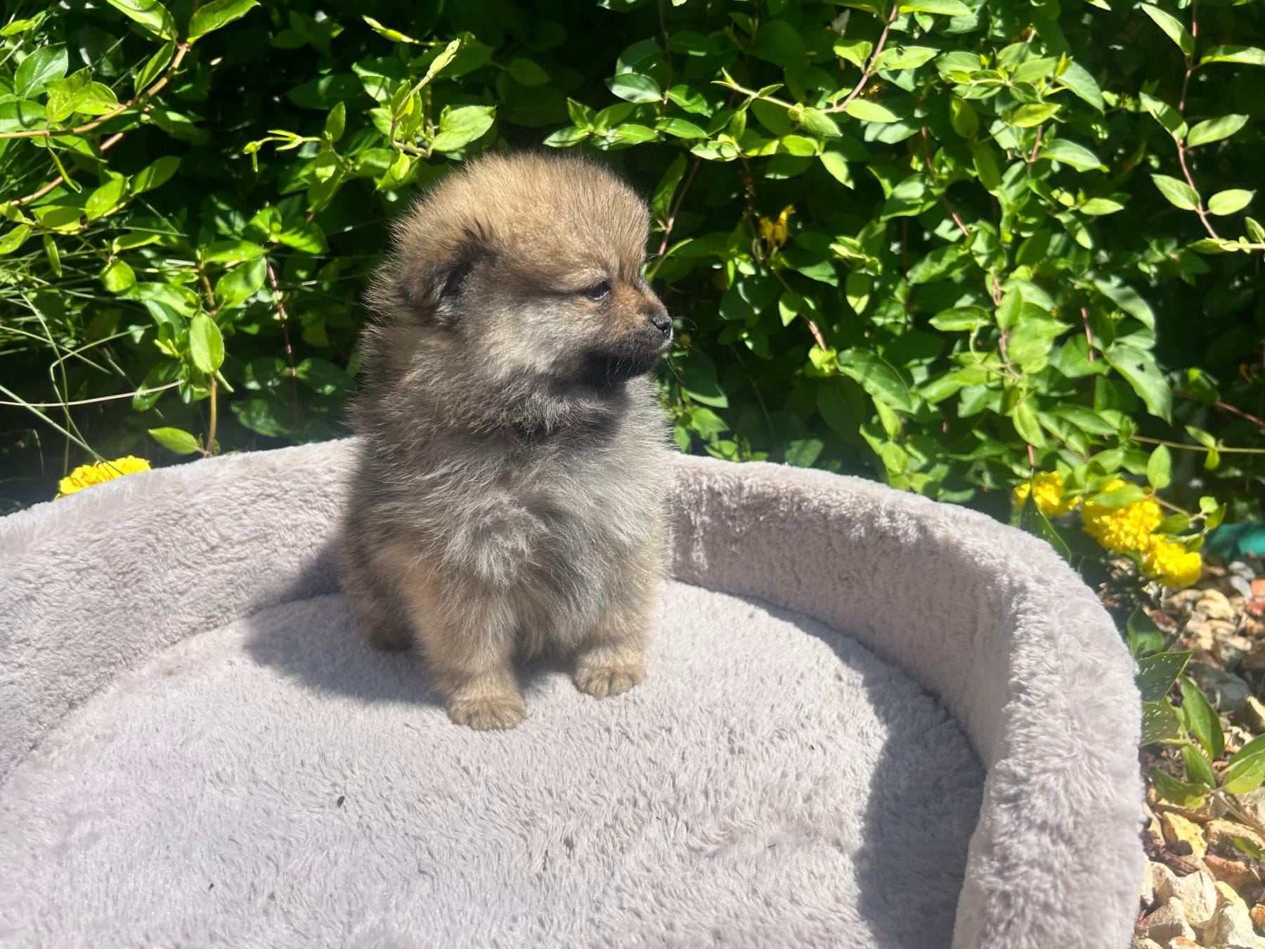 Lion – Pomeranian puppy for sale in Sacramento, CA