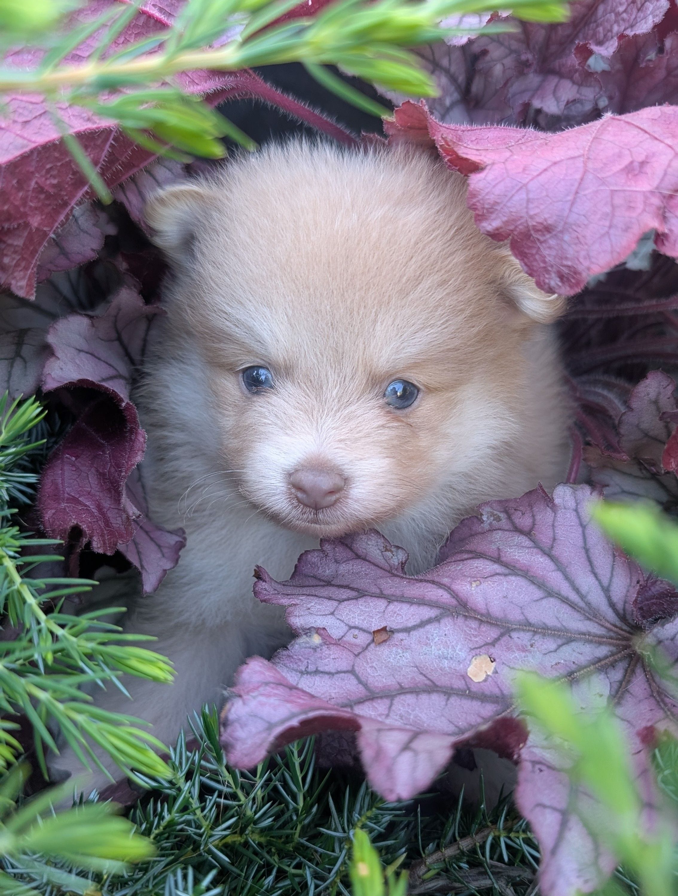 Little, a male Pomeranian for sale in Sacramento, CA – 3 of 3