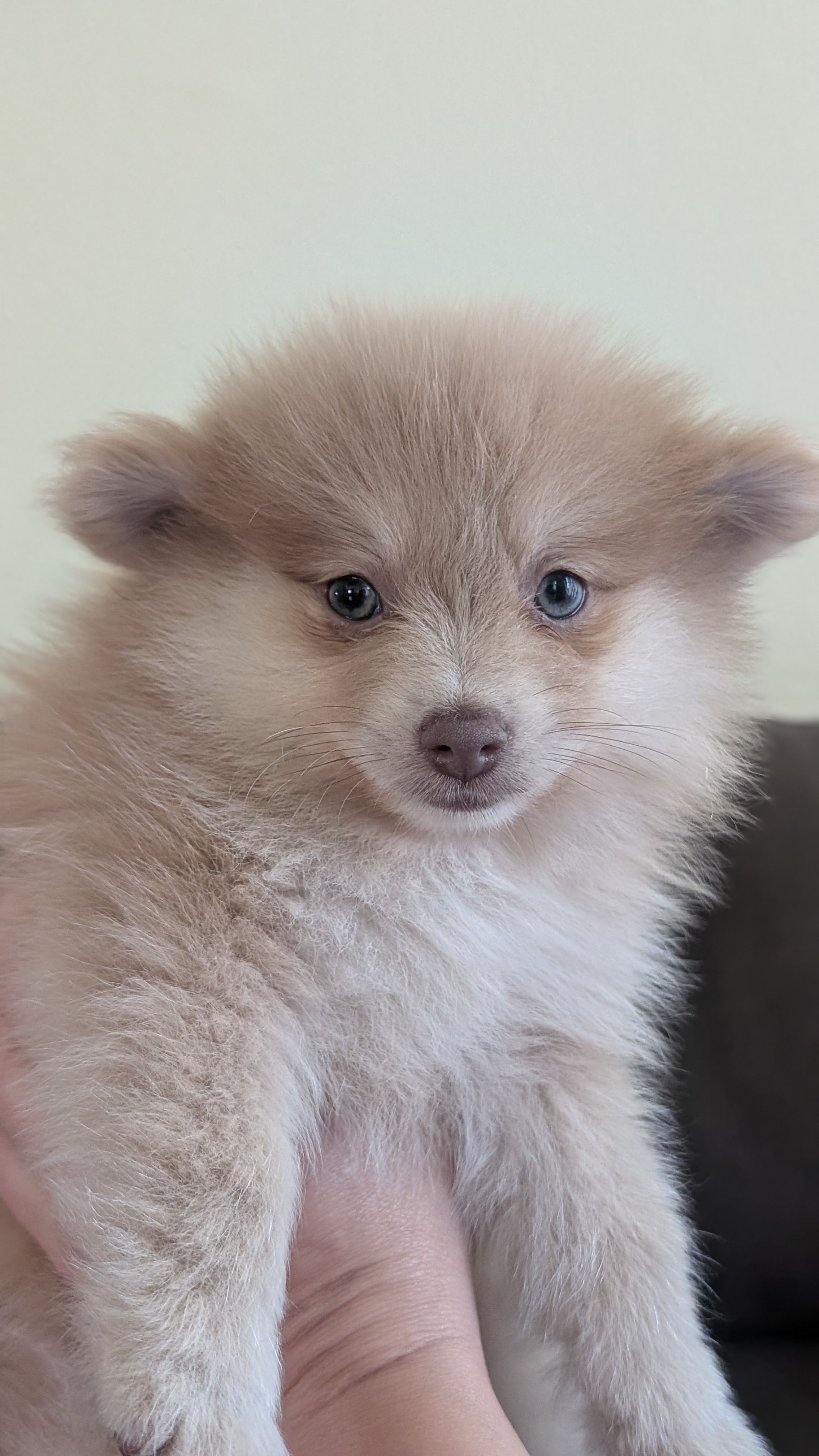 Little, a male Pomeranian for sale in Sacramento, CA – 2 of 3