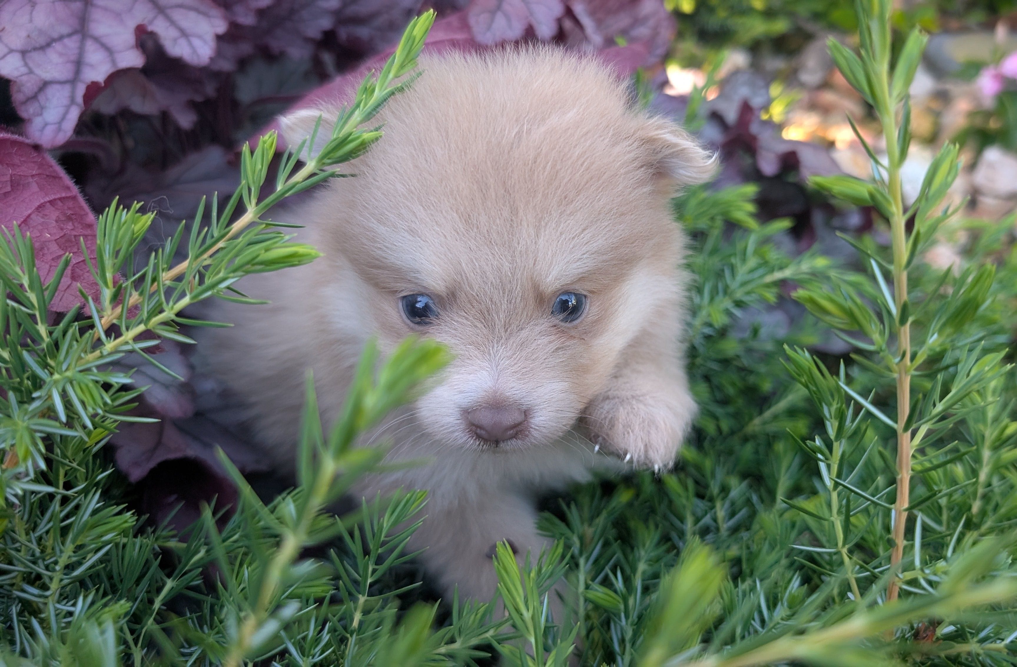 Little – Pomeranian puppy for sale in Sacramento, CA
