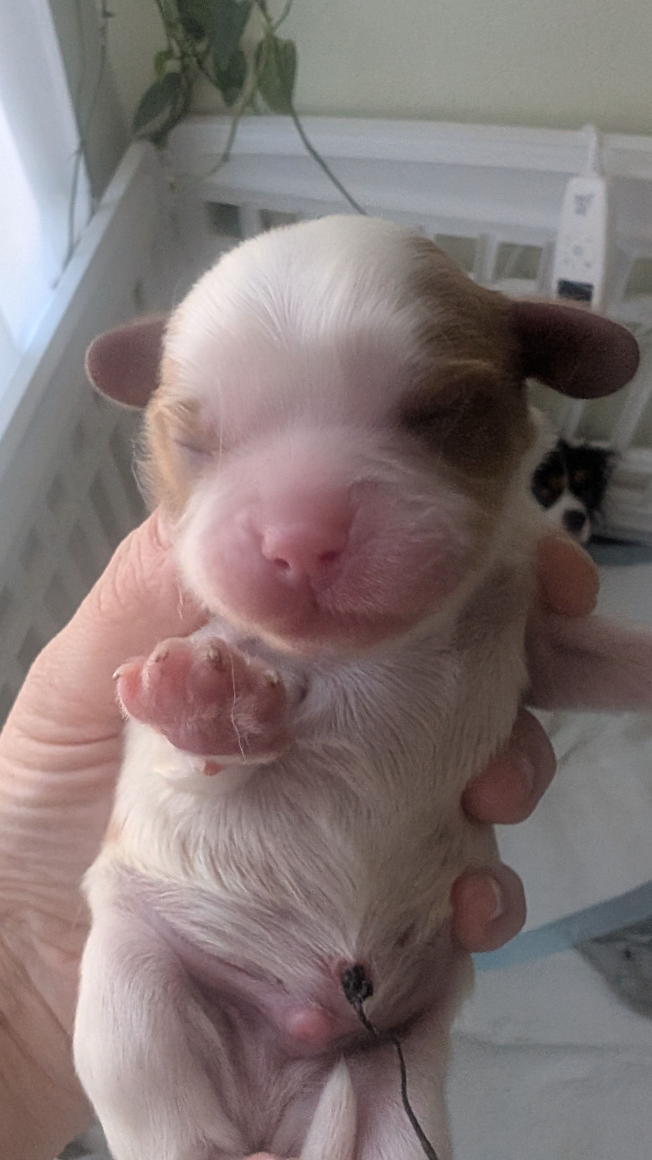 Marley  – Cavalier King Charles Spaniel puppy for sale in Sacramento, CA