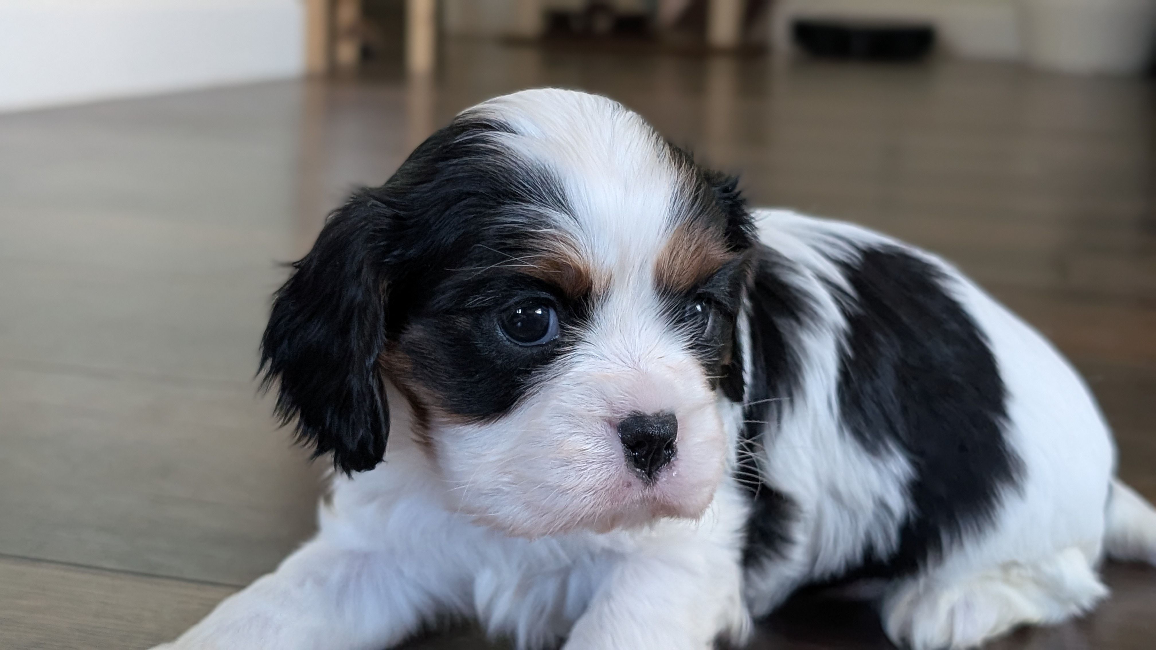 Miey – Cavalier King Charles Spaniel puppy for sale in Sacramento, CA