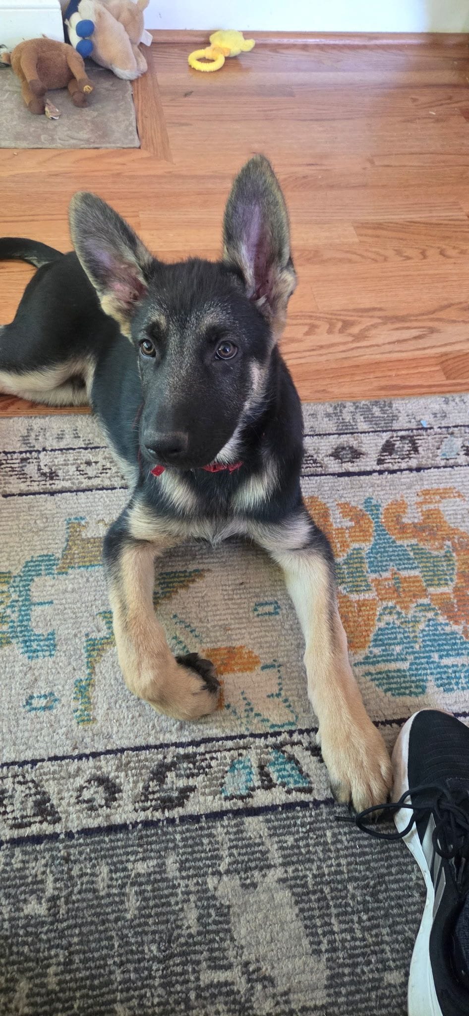 Mr Red, a male German Shepherd Dog for sale in Clayton, NC – Photo 2 of 2