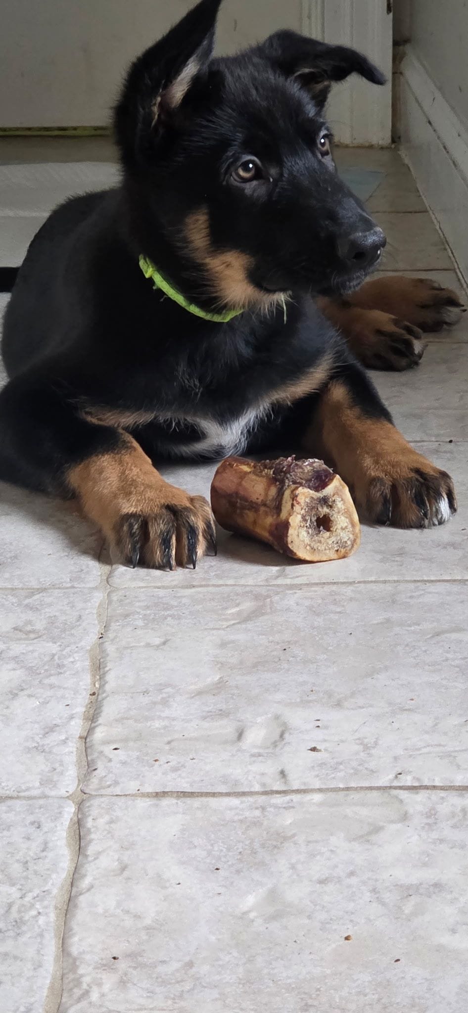 Mr Lime Green – German Shepherd Dog puppy for sale in Clayton, NC