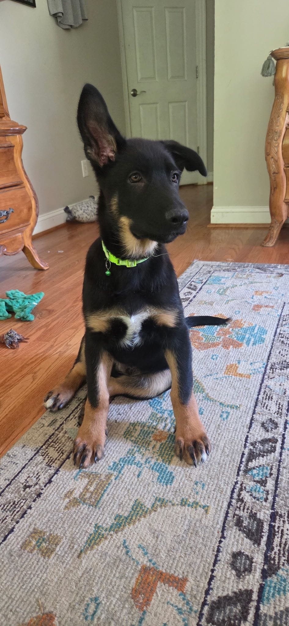 Mr Lime Green, a male German Shepherd Dog for sale in Clayton, NC – Photo 2 of 2