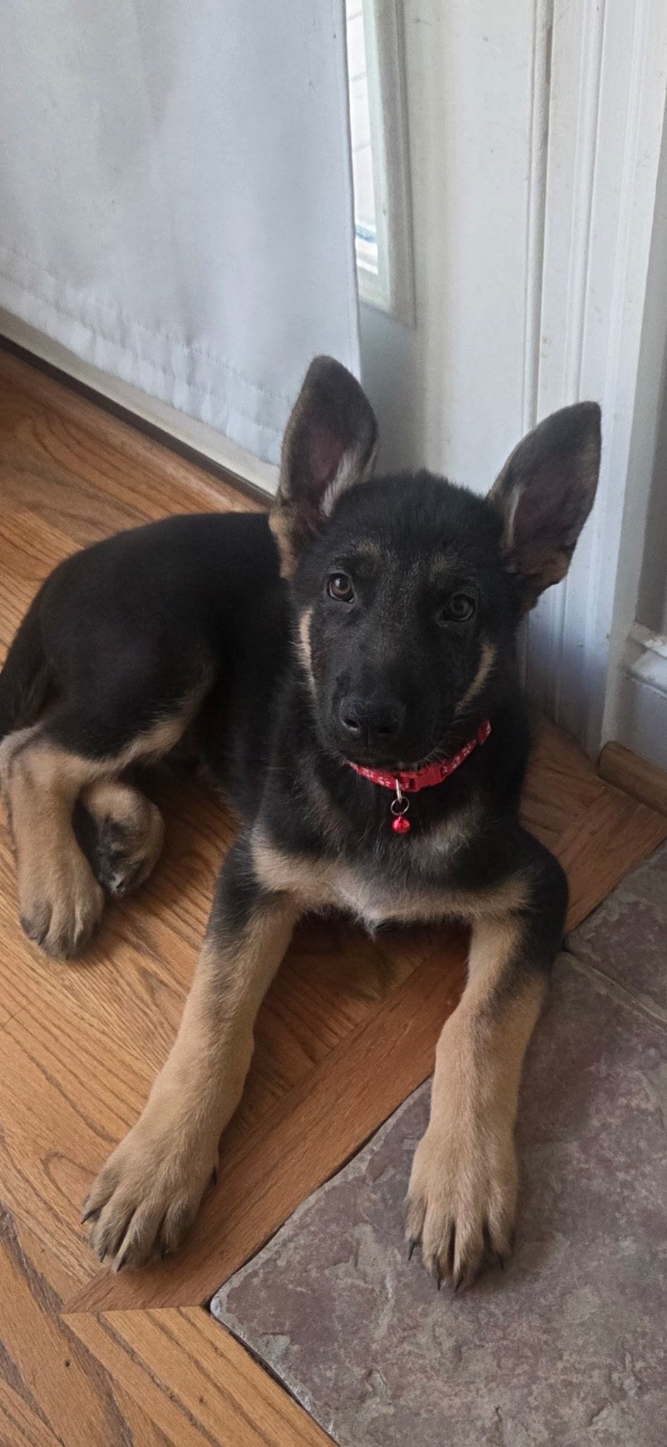 Mr Red – German Shepherd Dog puppy for sale in Clayton, NC