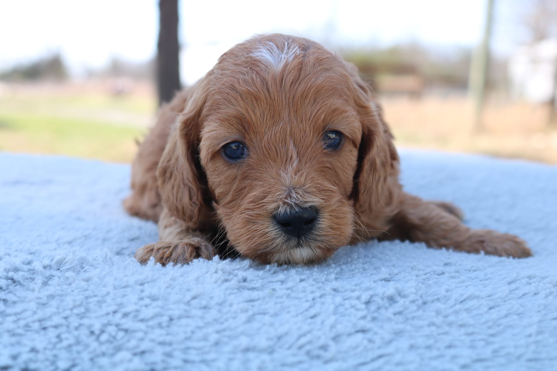 Spencer  – Cavapoo puppy for sale in Neosho, MO