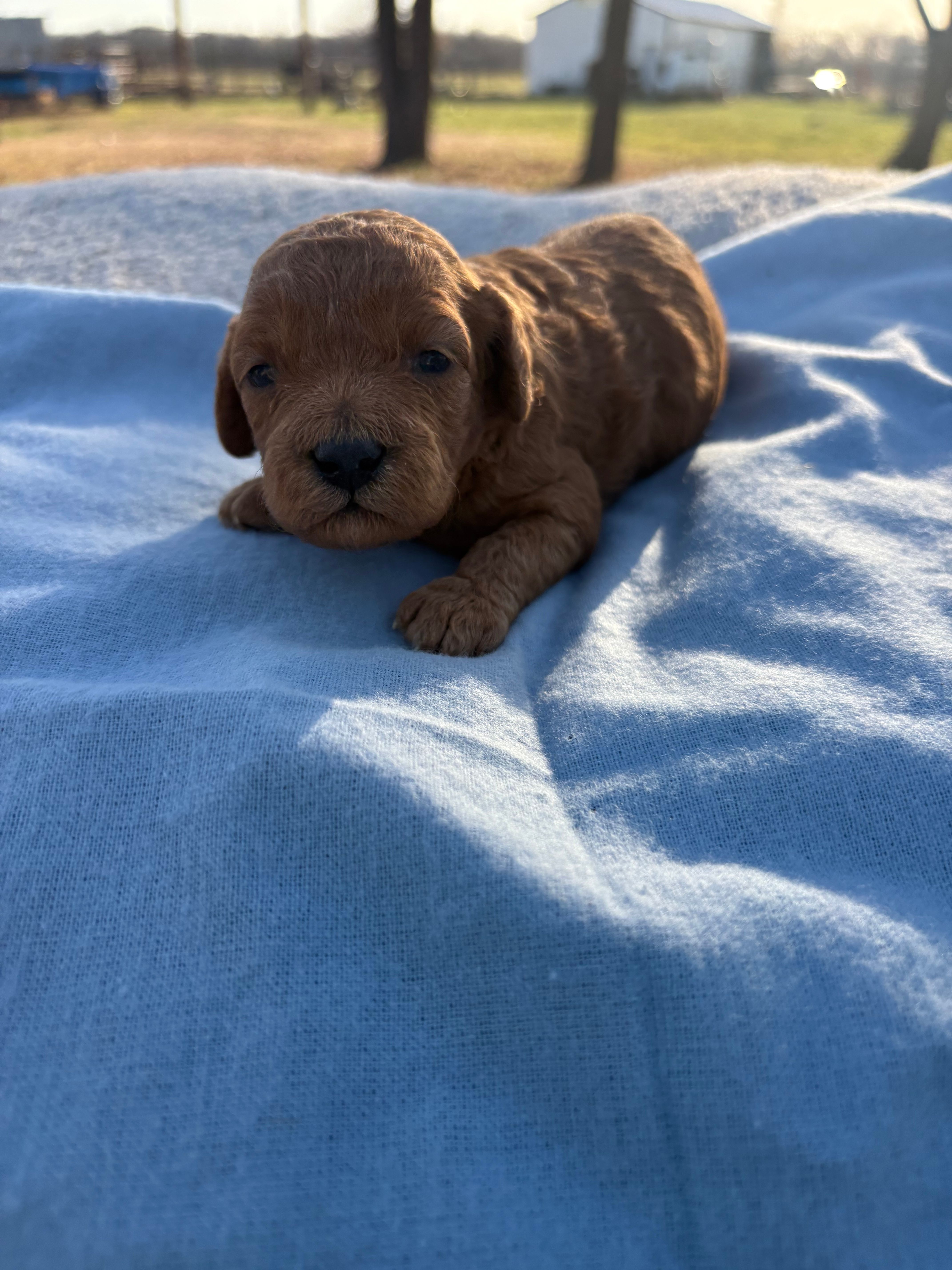 Candy – Cavapoo puppy for sale in Neosho, MO