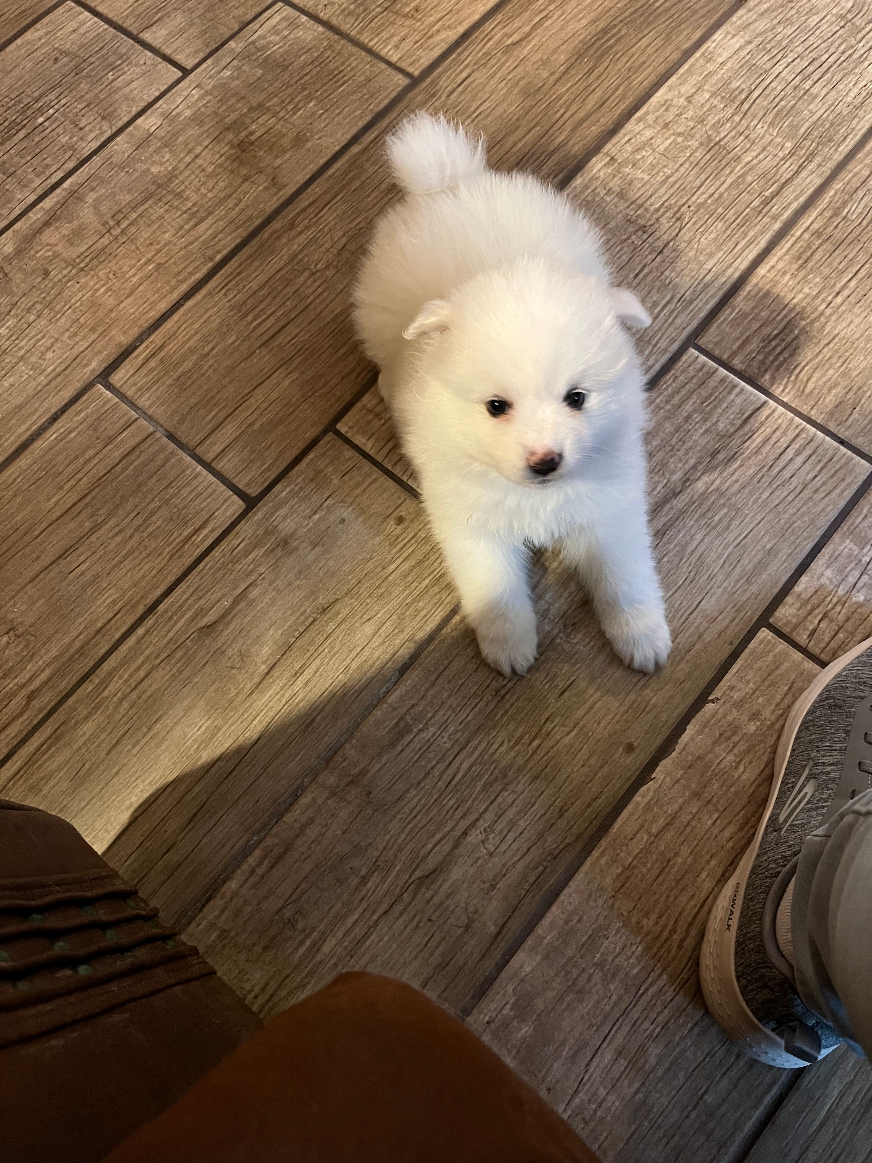 Pink Girl – American Eskimo puppy for sale in Jacksonville, FL