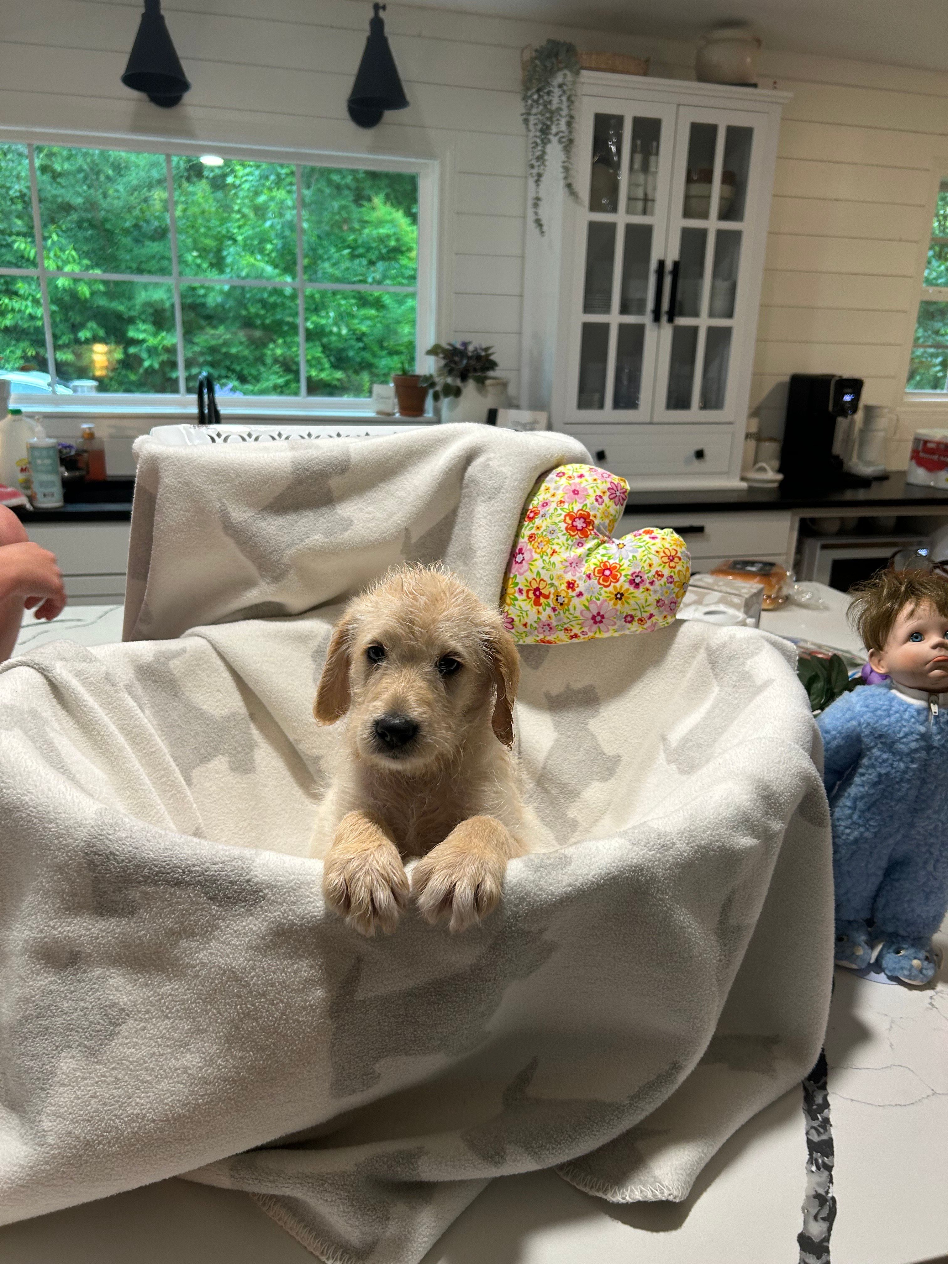 Levi, a male Labrador Retriever and Poodle - Multi-Colored Standard for sale in Piedmont, AL – 2 of 2