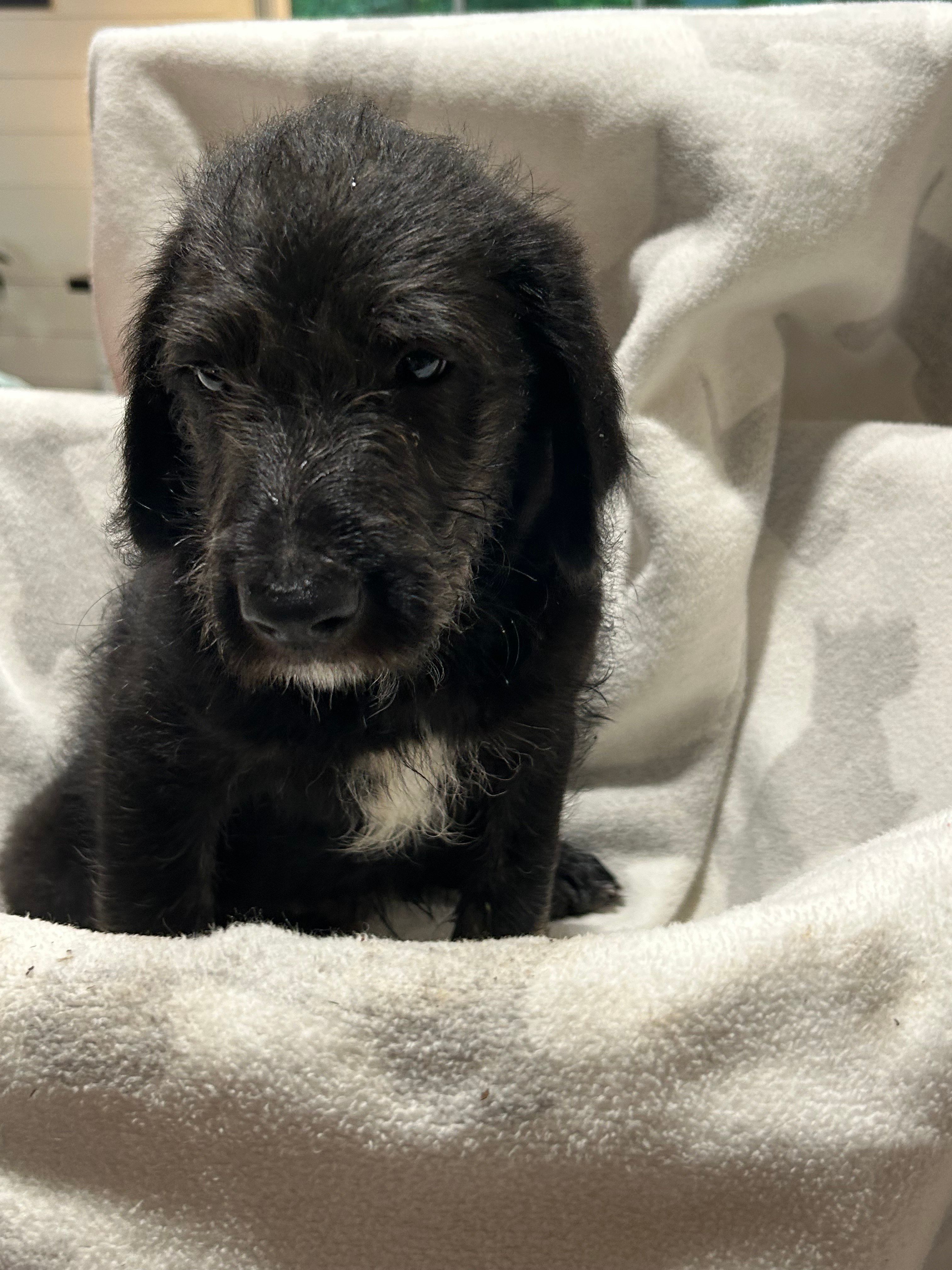 Millie – Labrador Retriever, Poodle - Multi-Colored Standard puppy for sale in Piedmont, AL