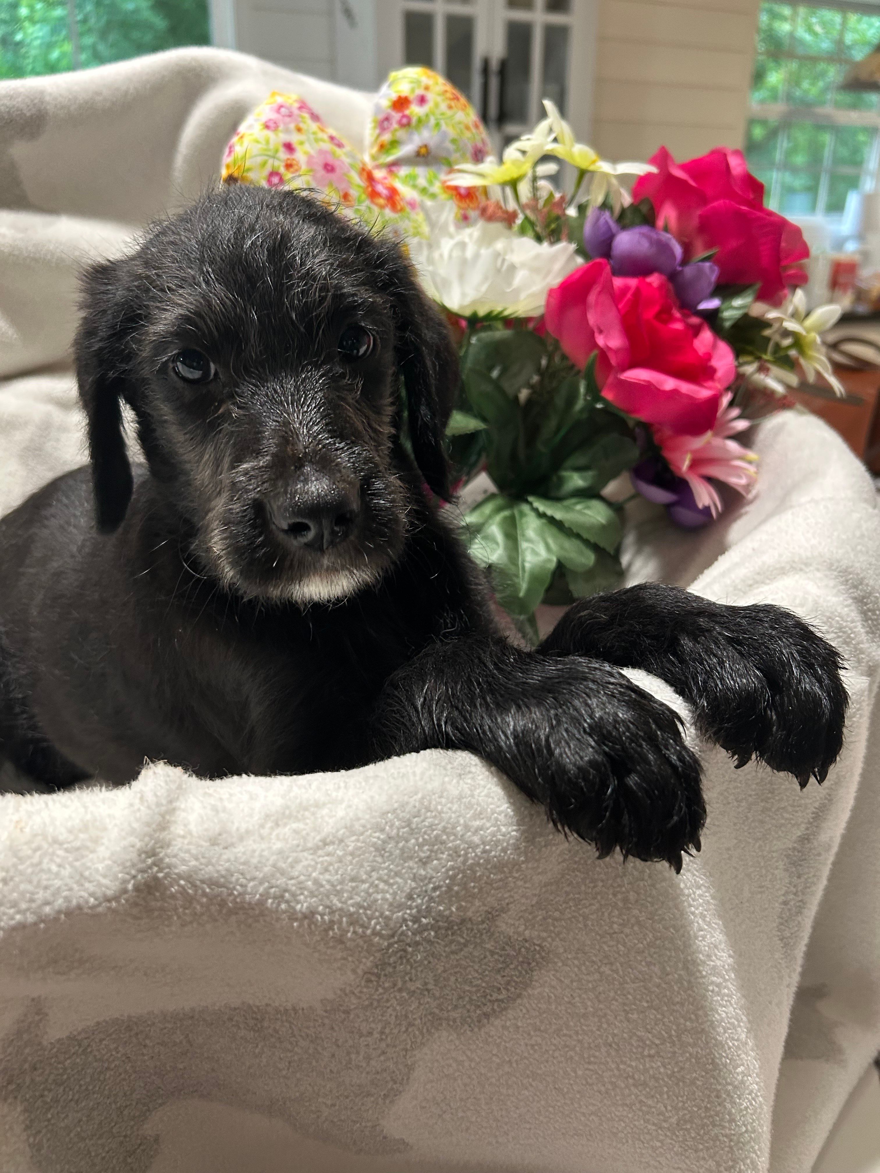 Pepper – Labrador Retriever, Poodle - Multi-Colored Standard puppy for sale in Piedmont, AL