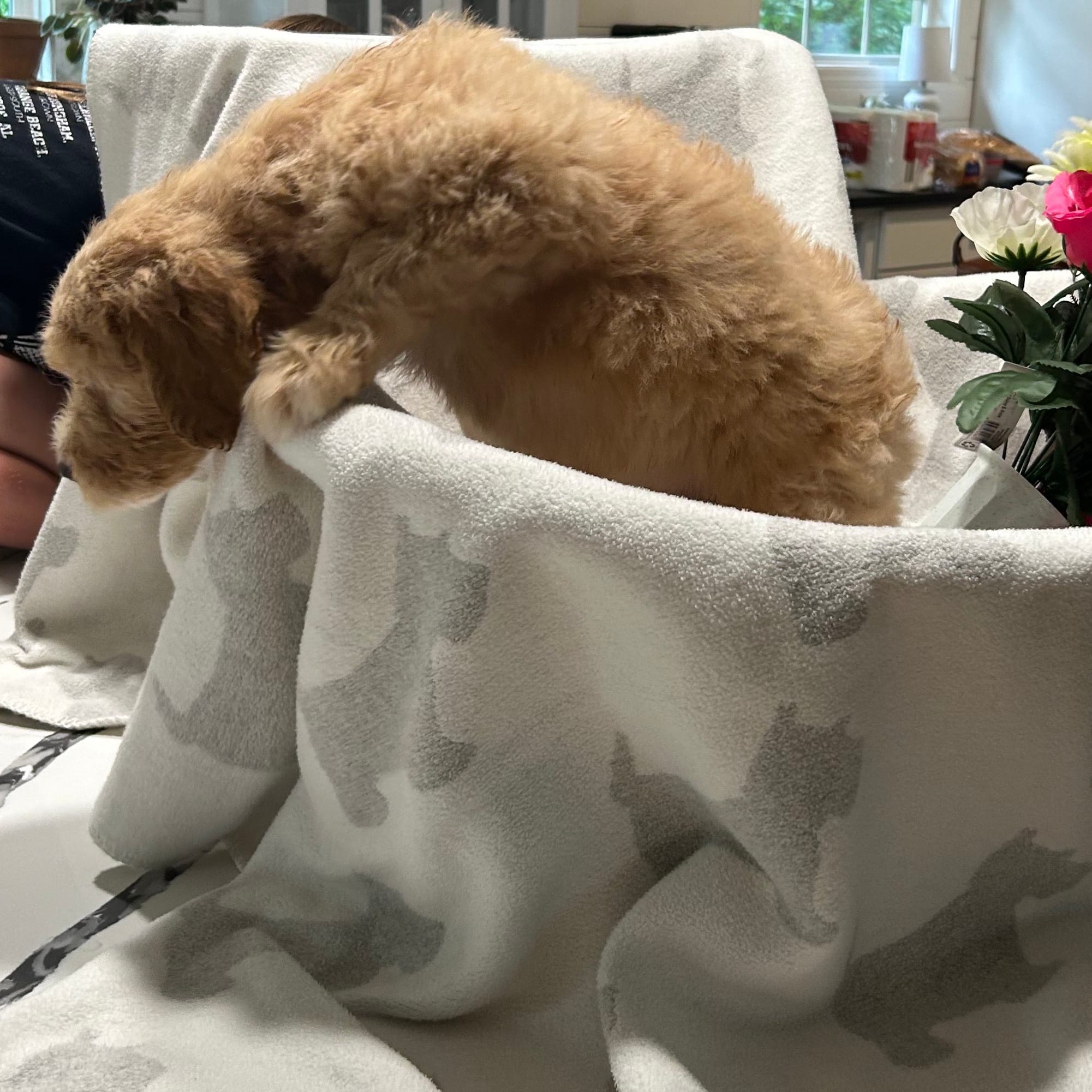 Butterball, a female Labrador Retriever and Poodle - Multi-Colored Standard for sale in Piedmont, AL – 3 of 3