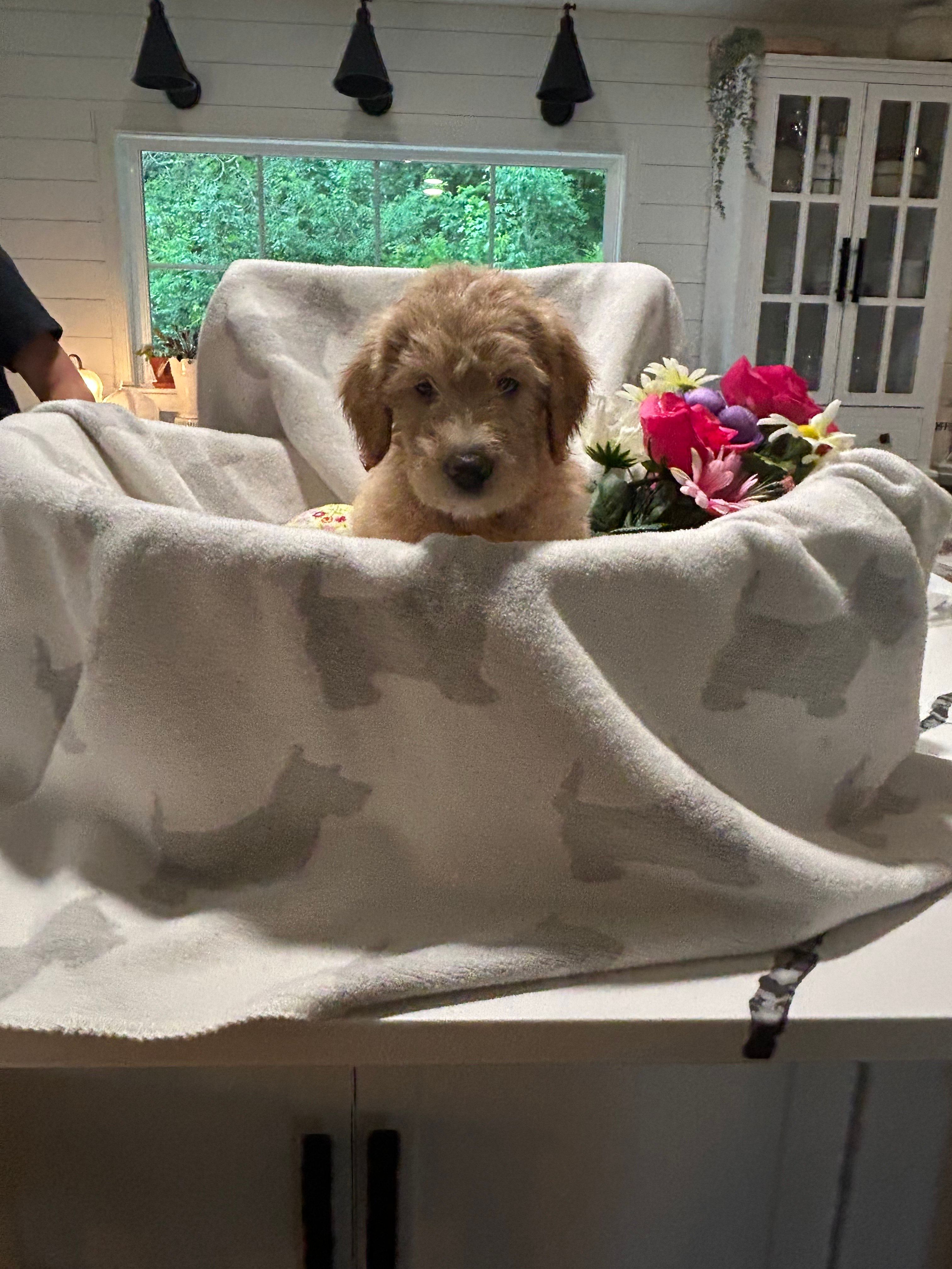 Butterball, a female Labrador Retriever and Poodle - Multi-Colored Standard for sale in Piedmont, AL – 2 of 3