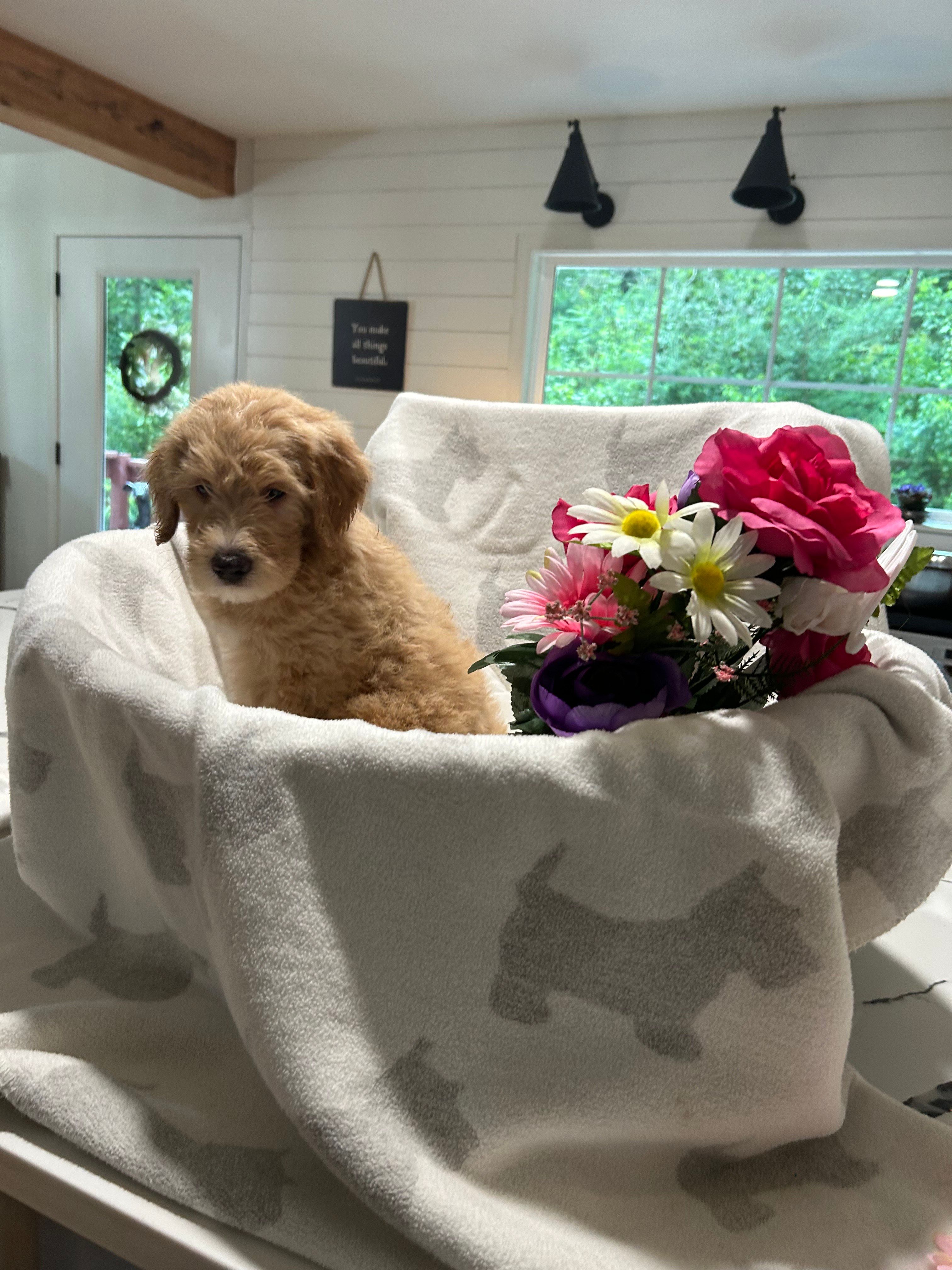 Butterball – Labrador Retriever, Poodle - Multi-Colored Standard puppy for sale in Piedmont, AL