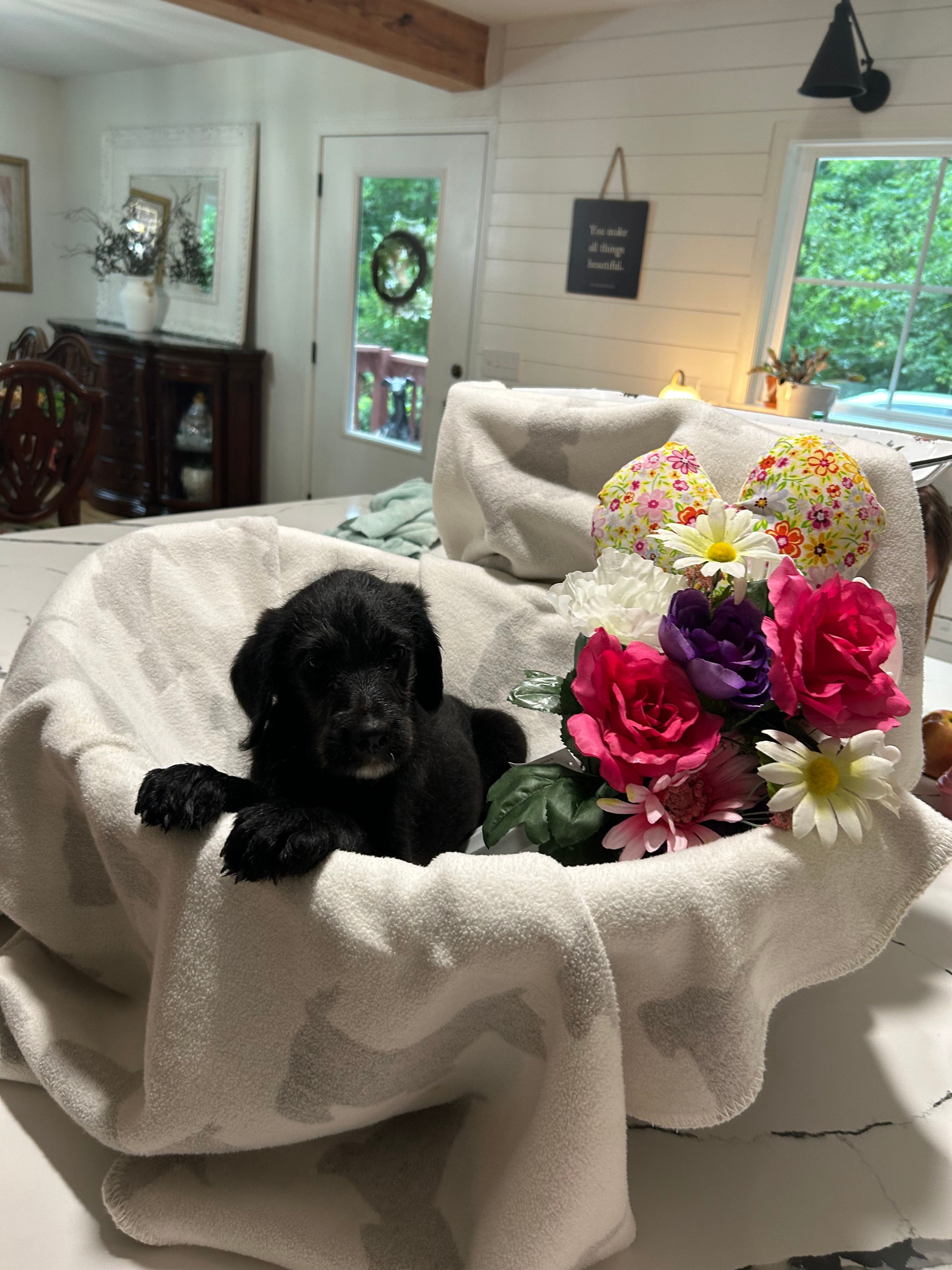 Pepper, a male Labrador Retriever and Poodle - Multi-Colored Standard for sale in Piedmont, AL – 2 of 2
