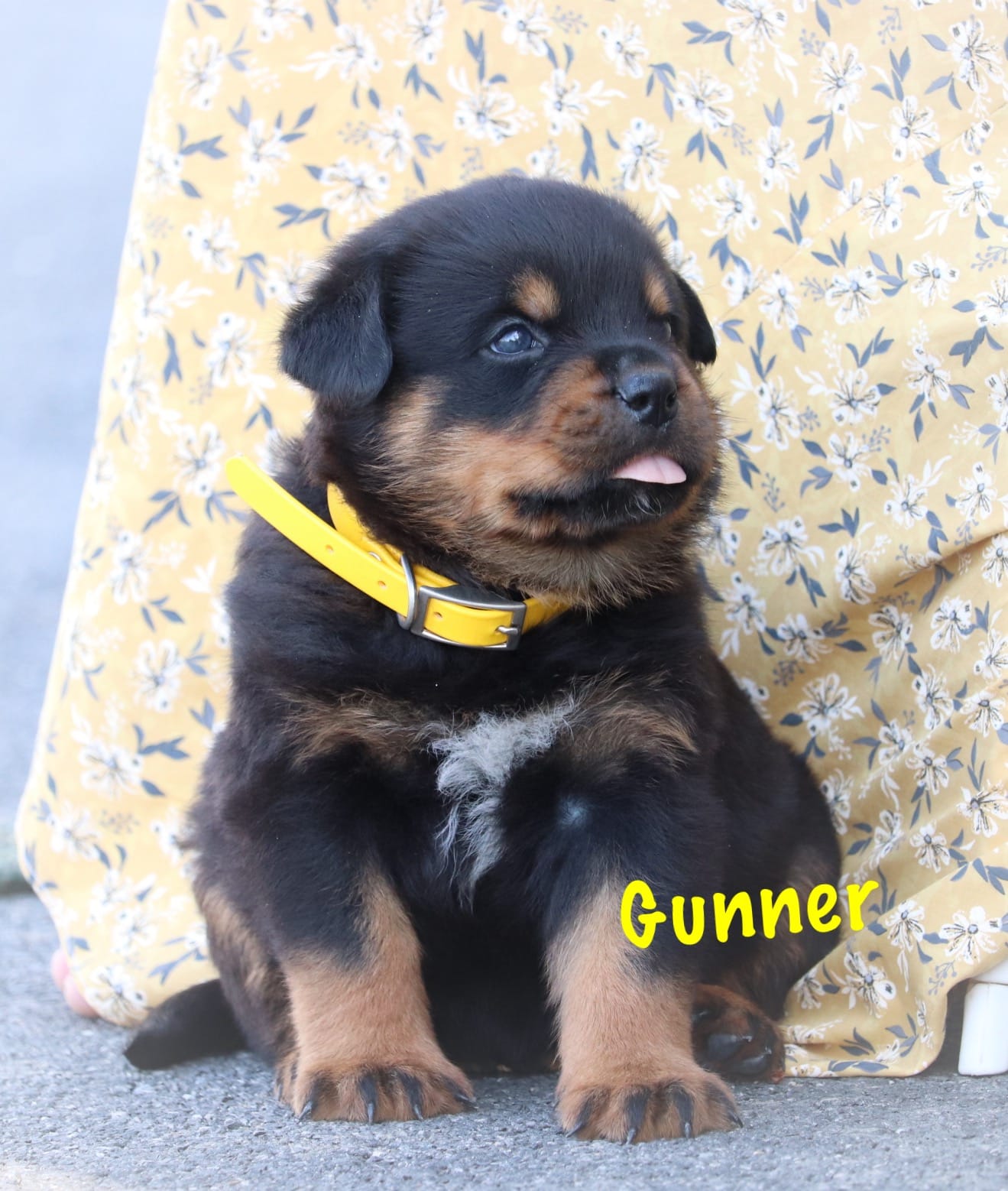 Gunner – Rottweiler puppy for sale in Manheim, PA