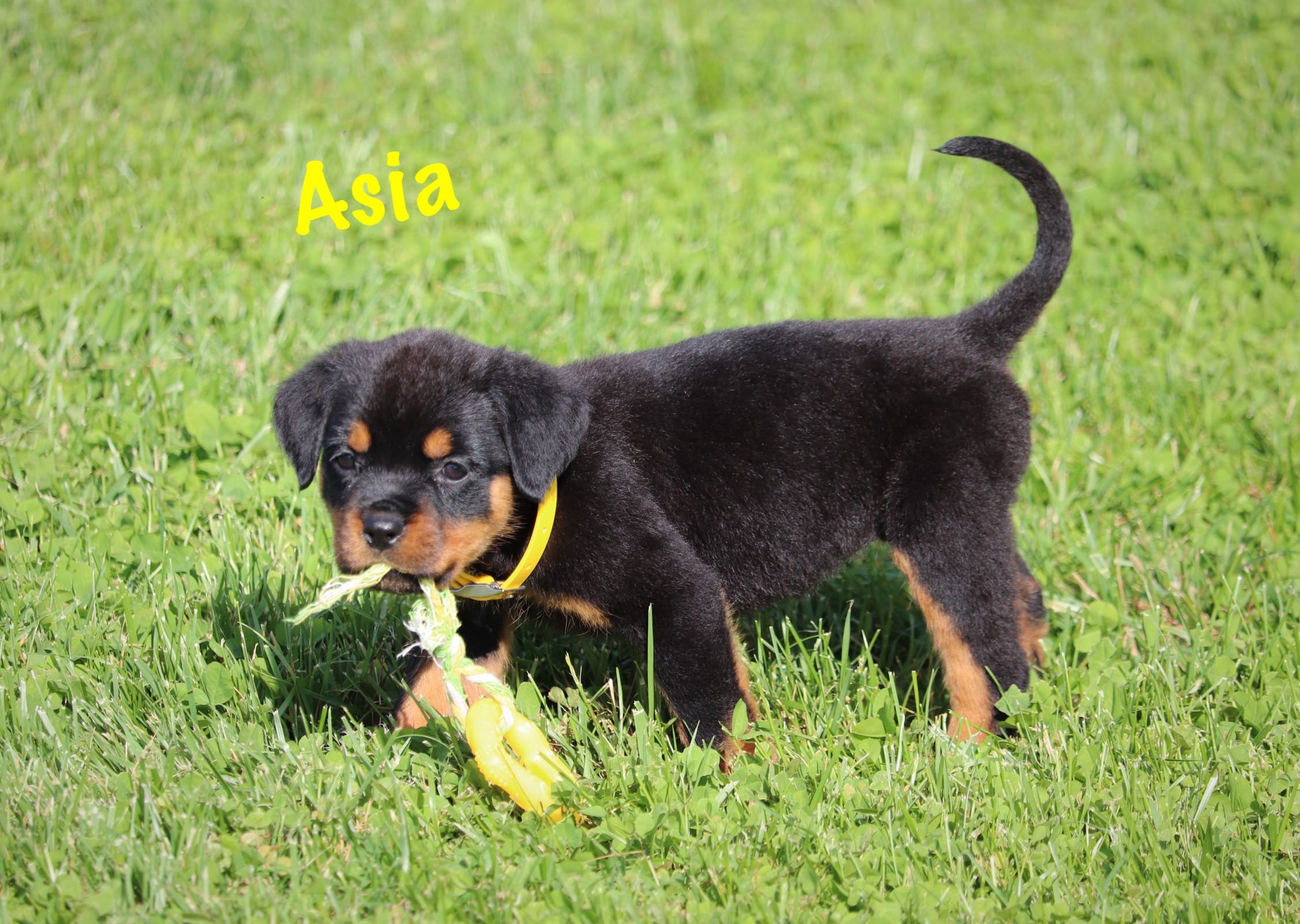 Asia  – Rottweiler puppy for sale in Manheim, PA