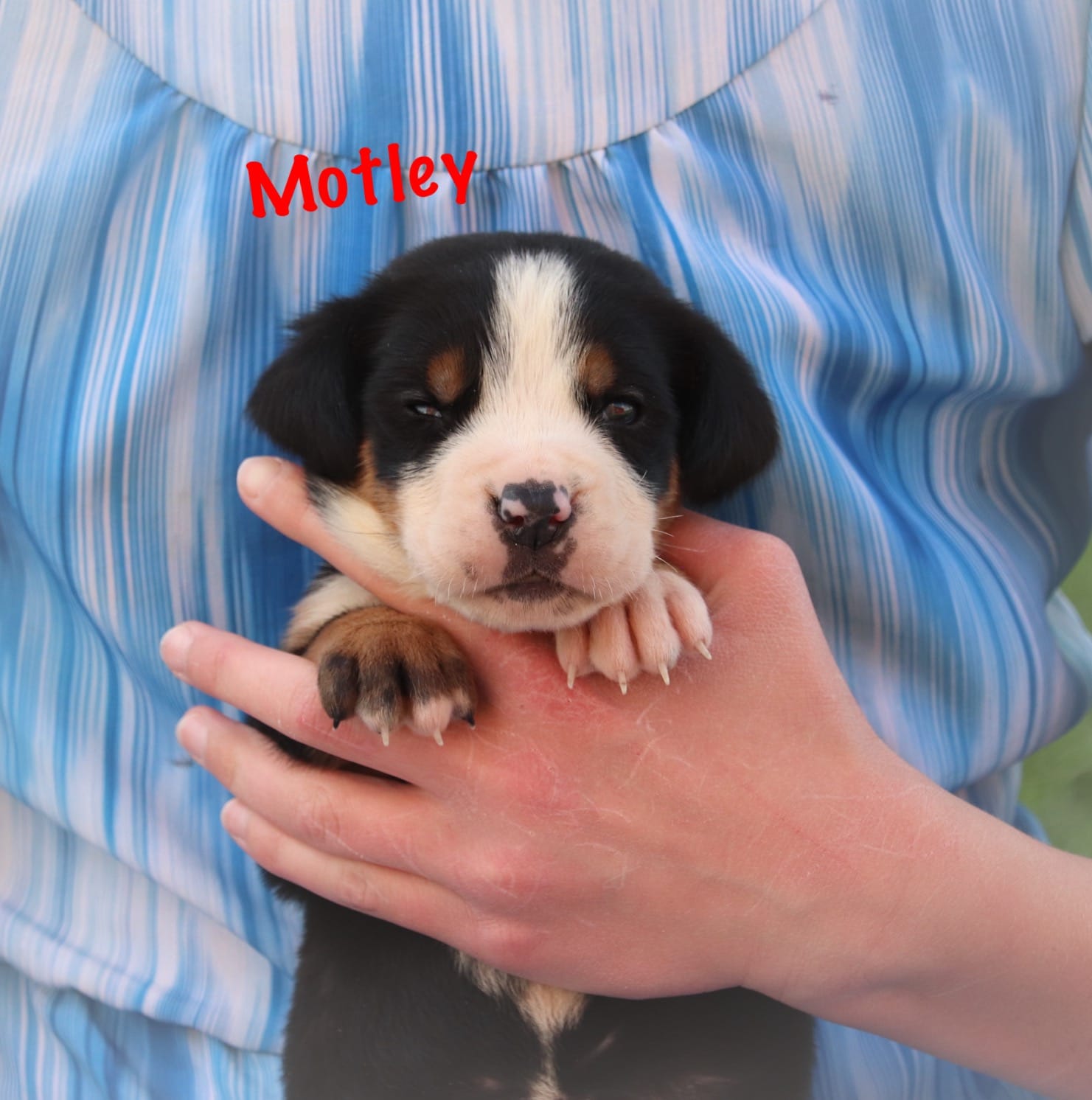 Motley  – Greater Swiss Mountain Dog puppy for sale in Manheim, PA